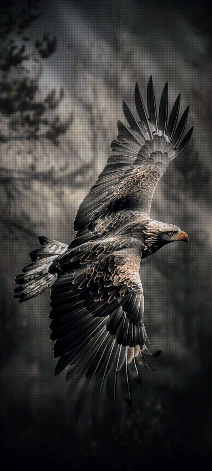 736x1635 Eagle image ideas. eagle image, eagle wallpaper, eagle picture