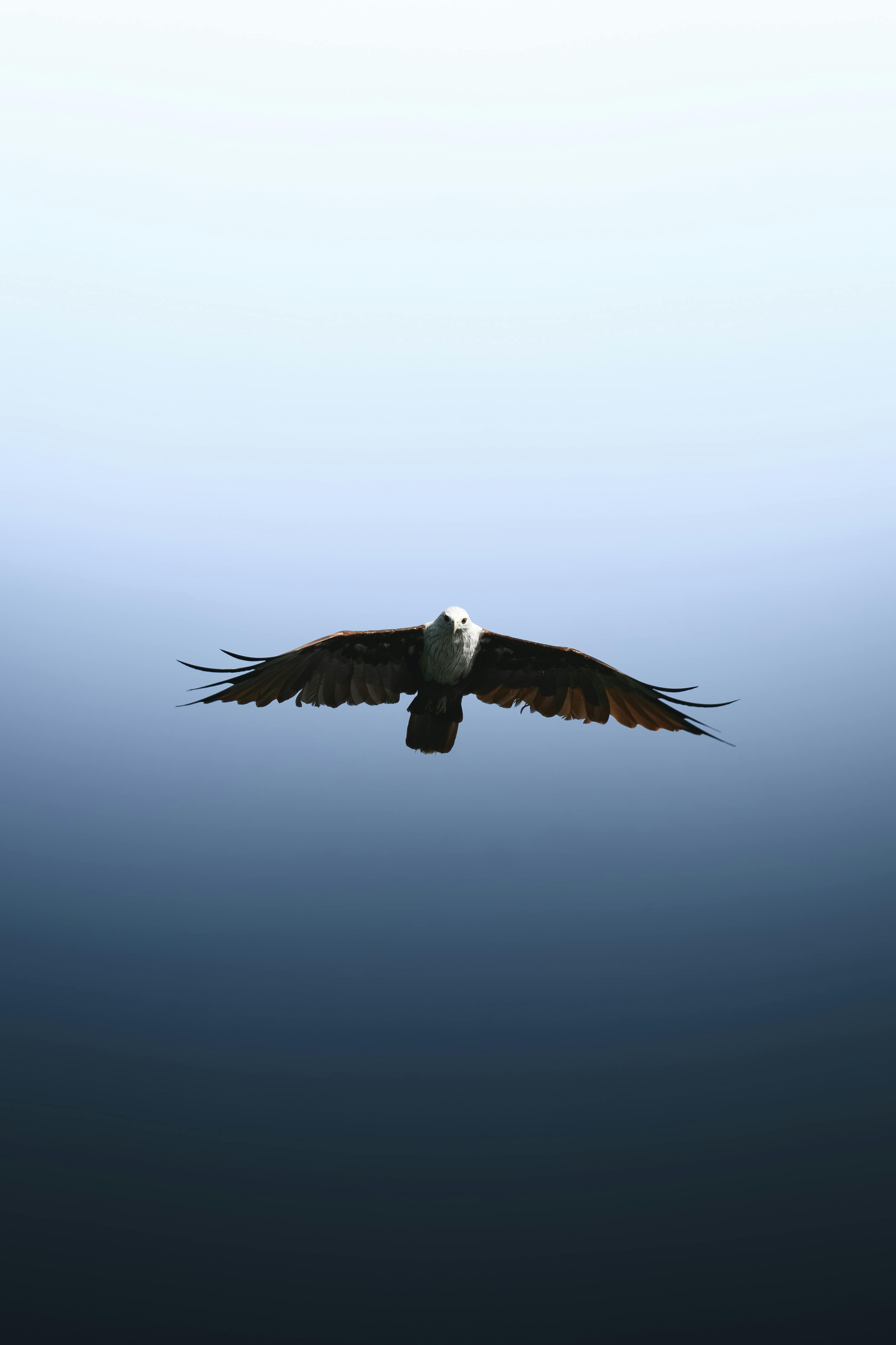 3000x4504 Best Eagle Image · 100% Free Downloads