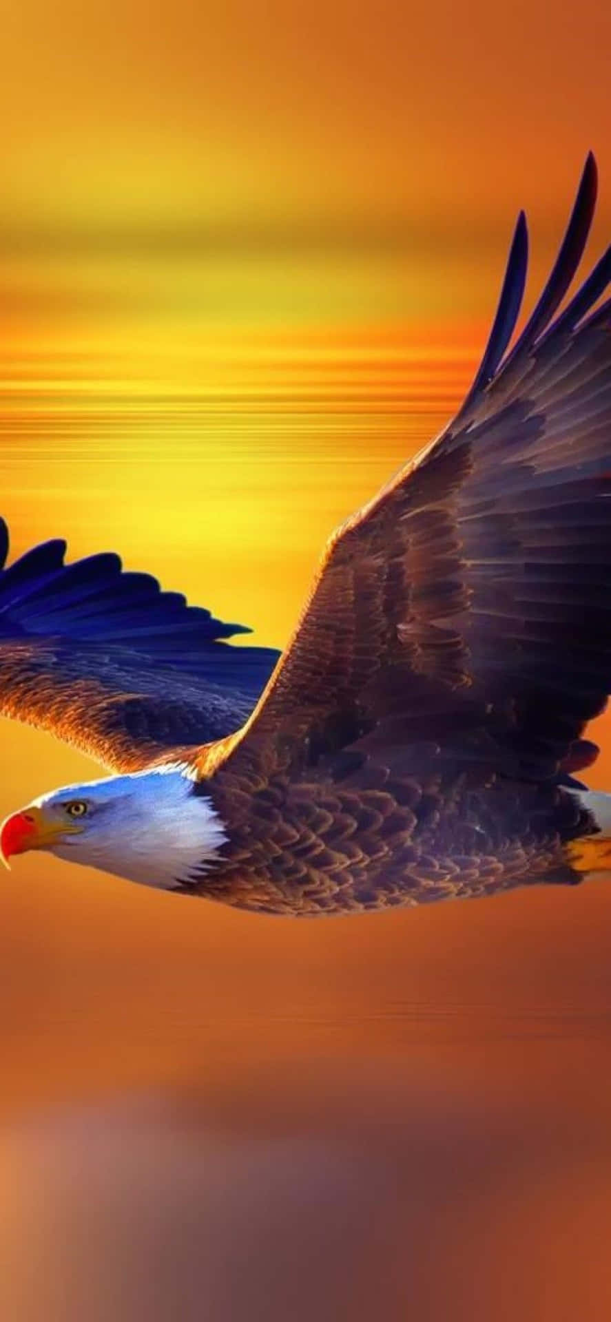 887x1920 Eagle iPhone Wallpaper