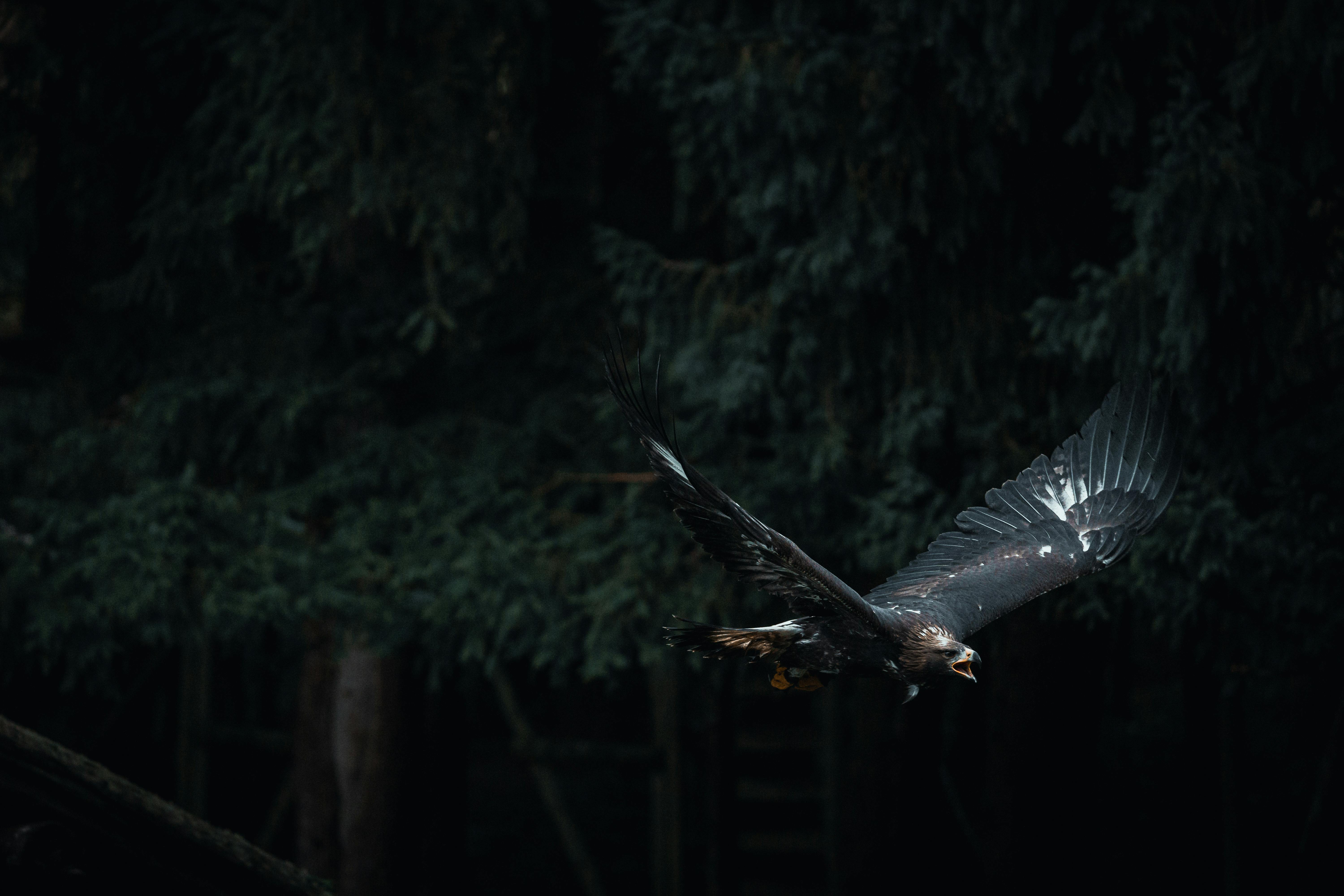 6000x4000 Best Eagle Image · 100% Free Downloads