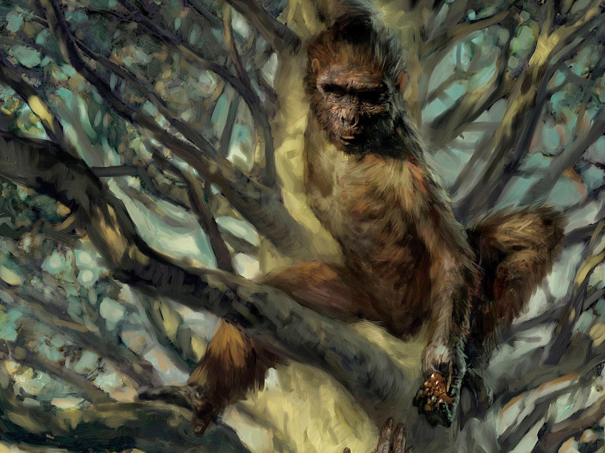 2048x1536 Human ancestors may have walked like people far earlier than previously thought