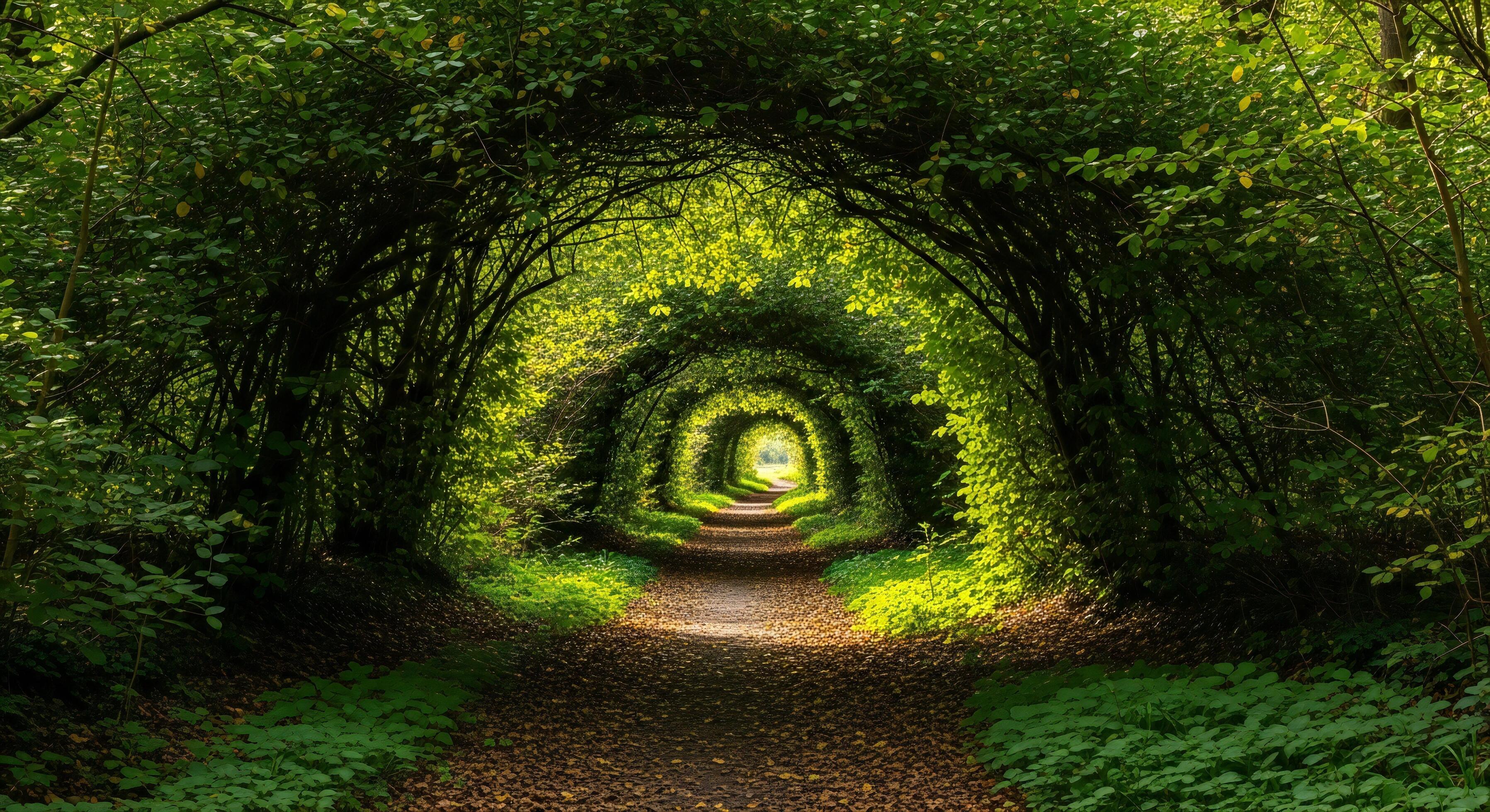 3593x1960 Nature background, Nature wallpaper, A winding pathway through a lush green tunnel of trees with sunlight filtering through leaves