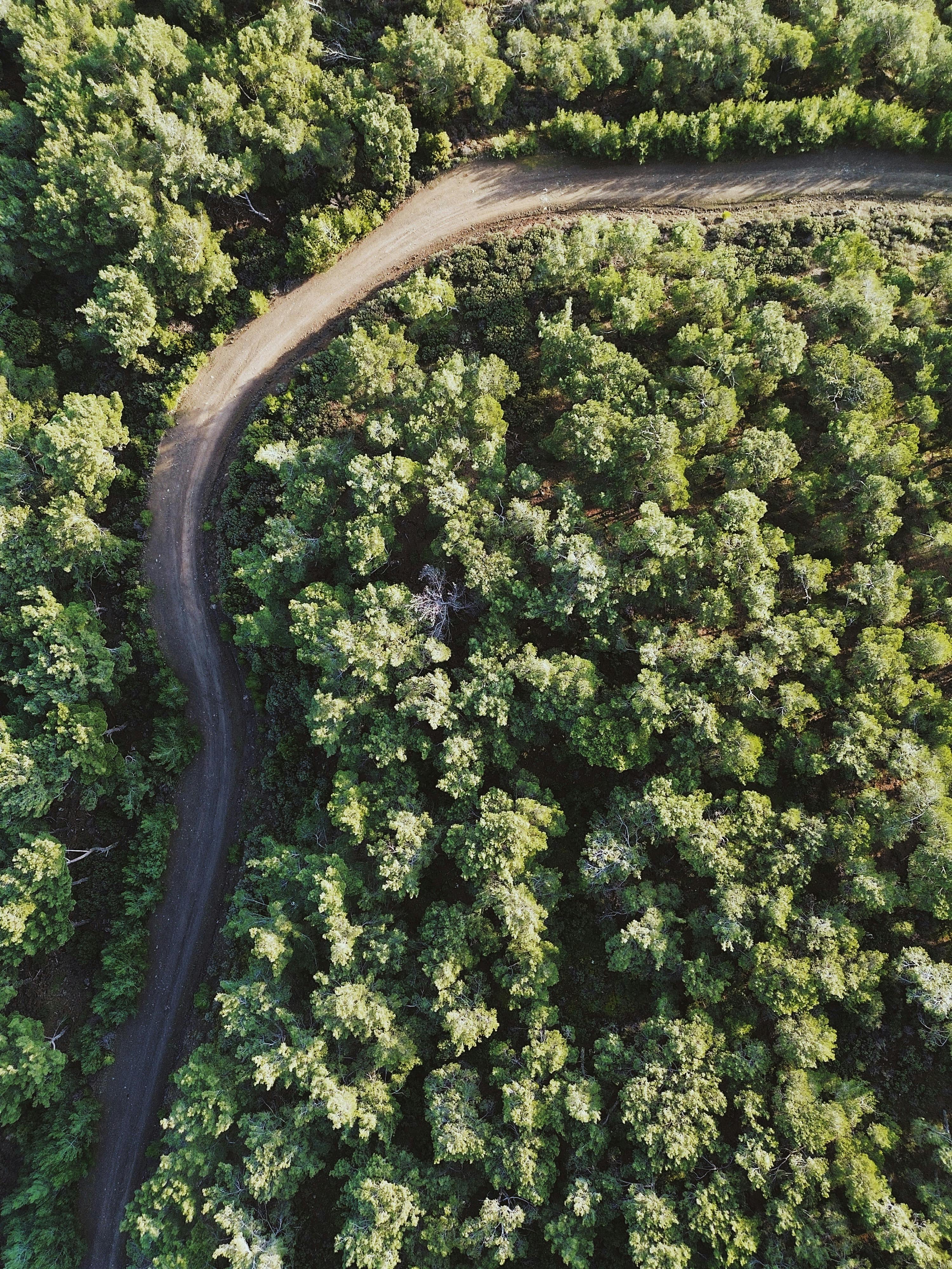 3000x4000 Aerial View of Winding Forest Road · Free