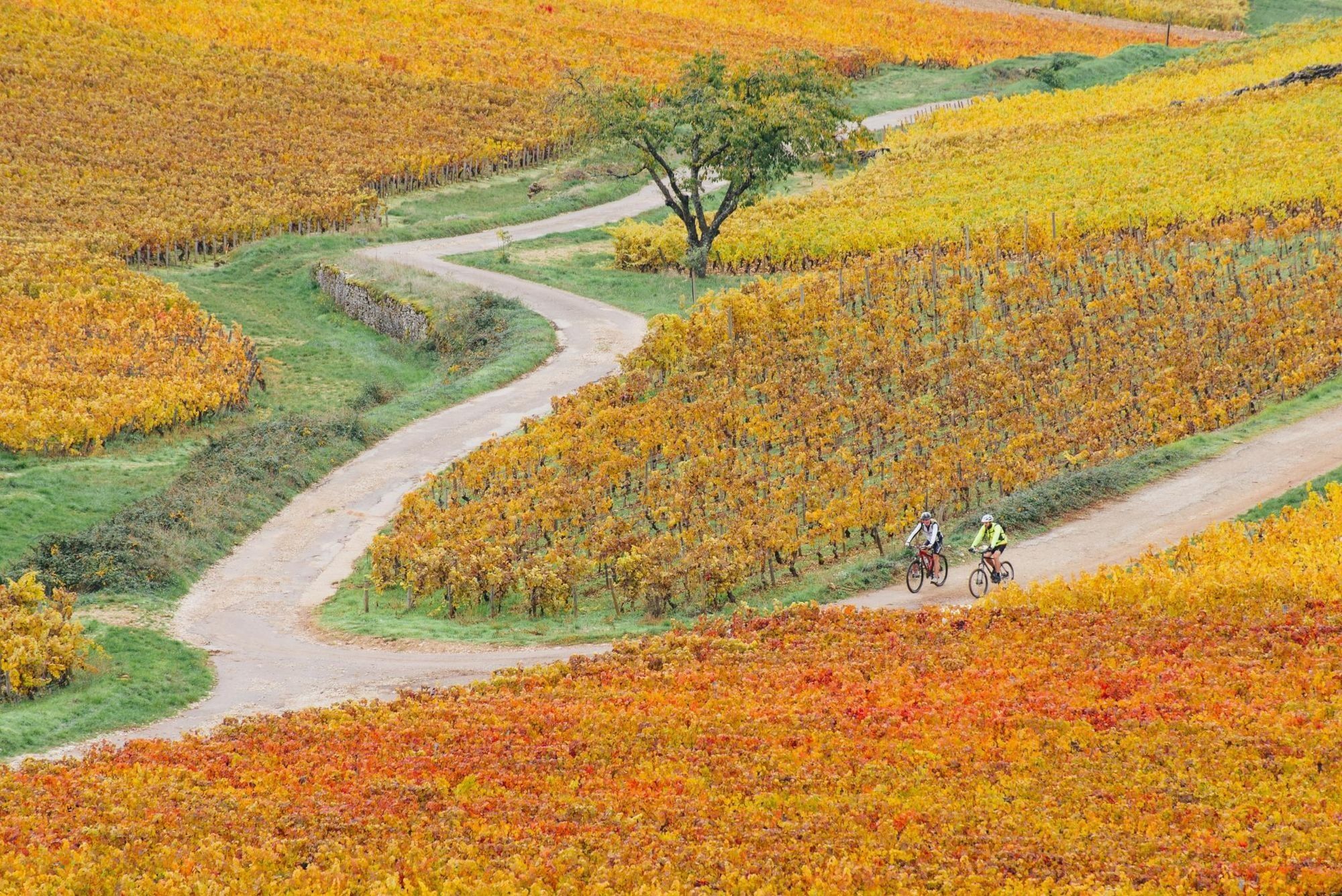 2000x1335 The Vineyard Way: A 72km Cycling Trail Through Burgundy
