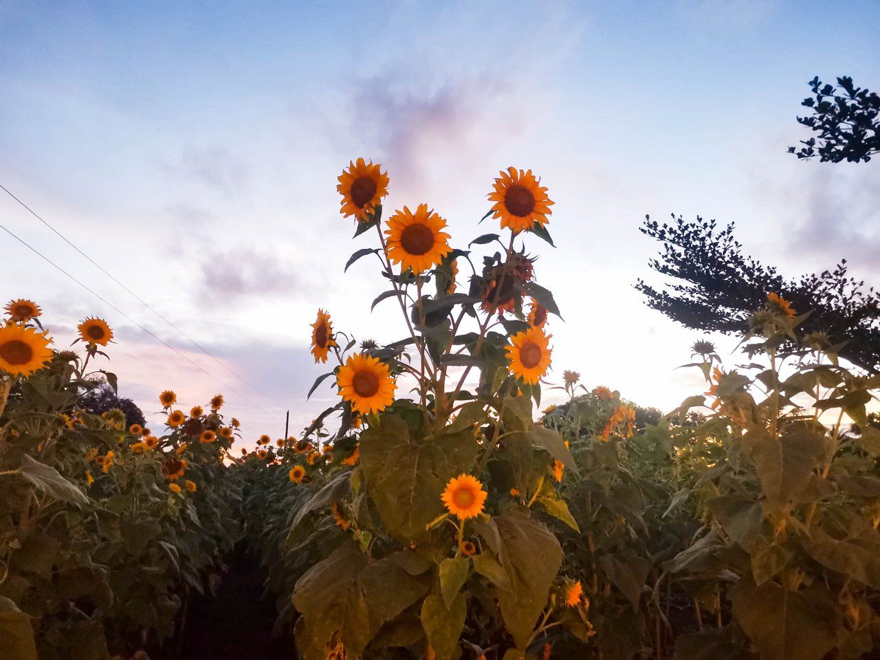 1280x960 Chasing the Sunset for the Sunflowers. Kinawe Blooming Farm, Bukidnon
