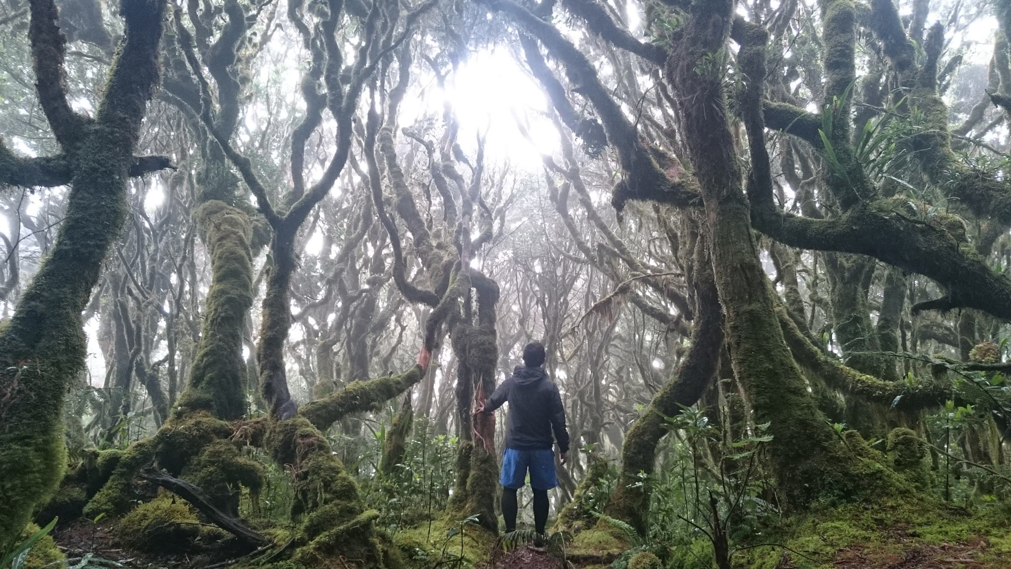2048x1152 The Trail Going To Mt. Dulang Dulang (Bukidnon, Philippines)