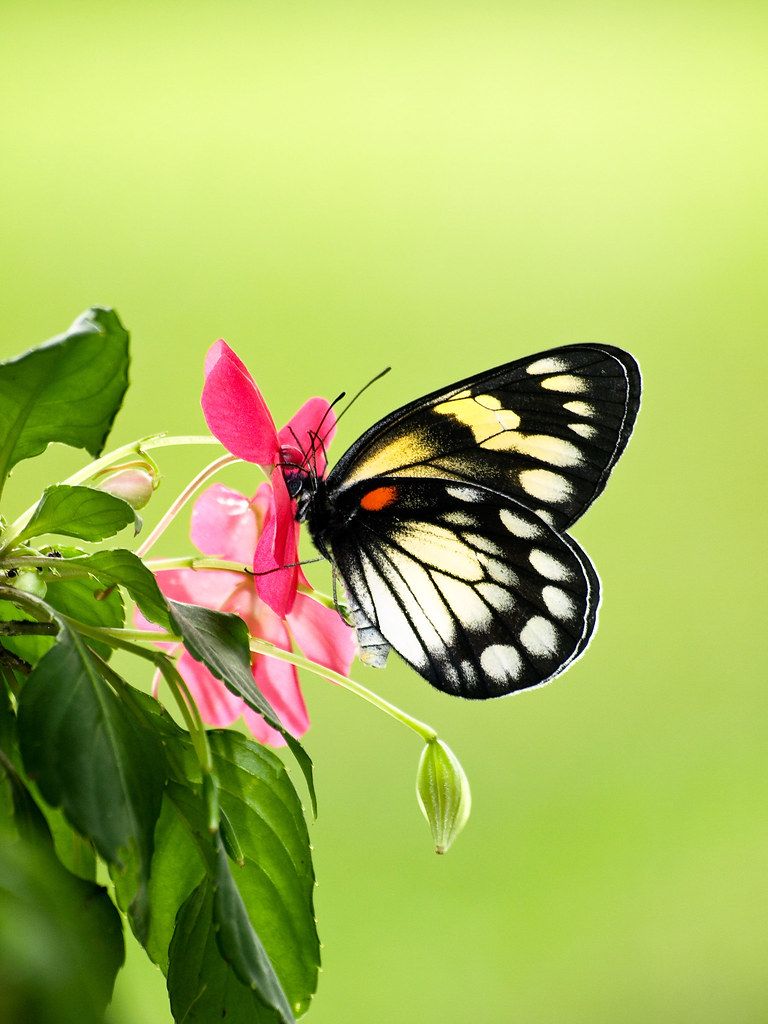 768x1024 Butterflies of Bukidnon. Philippine Bird Photography Forum