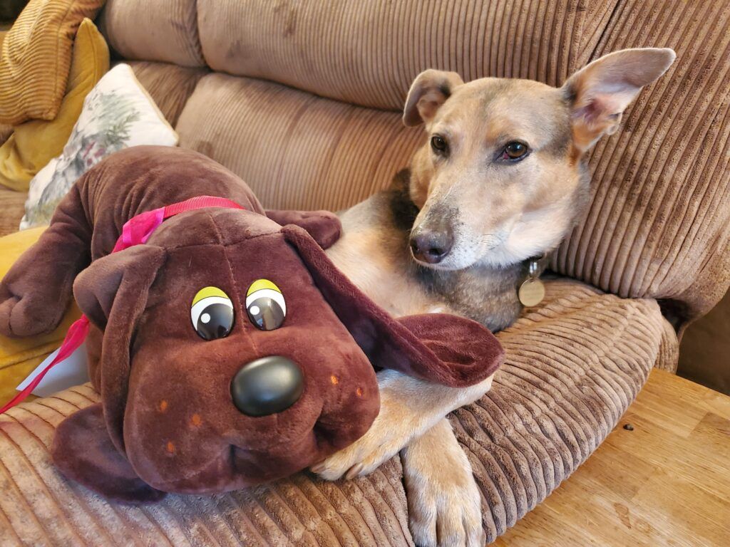 1024x768 Pound Puppies plush review: Vintage pups are back for 2020