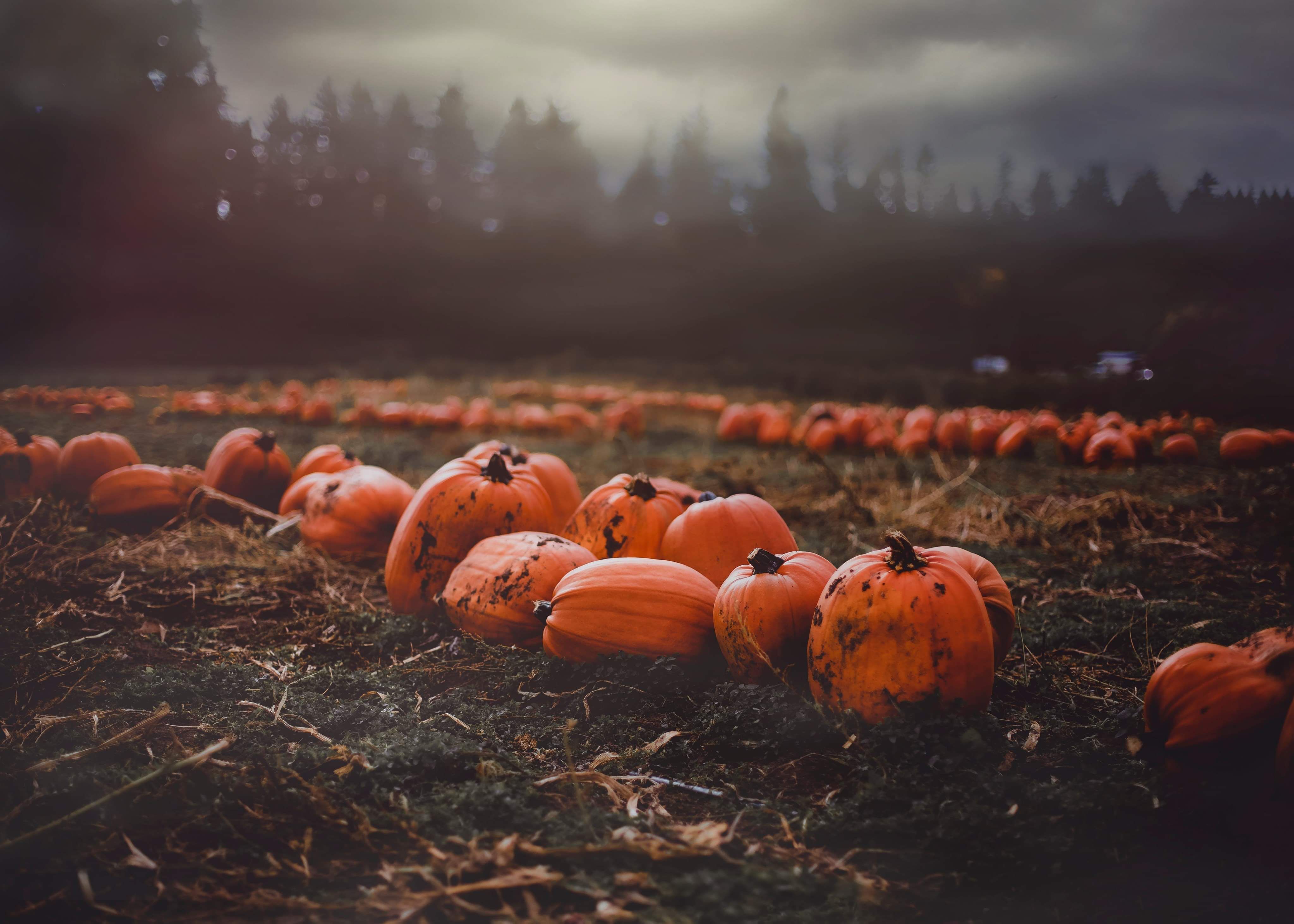 4096x2925 Clusters Of Pumpkin Scattered In The Field · Free