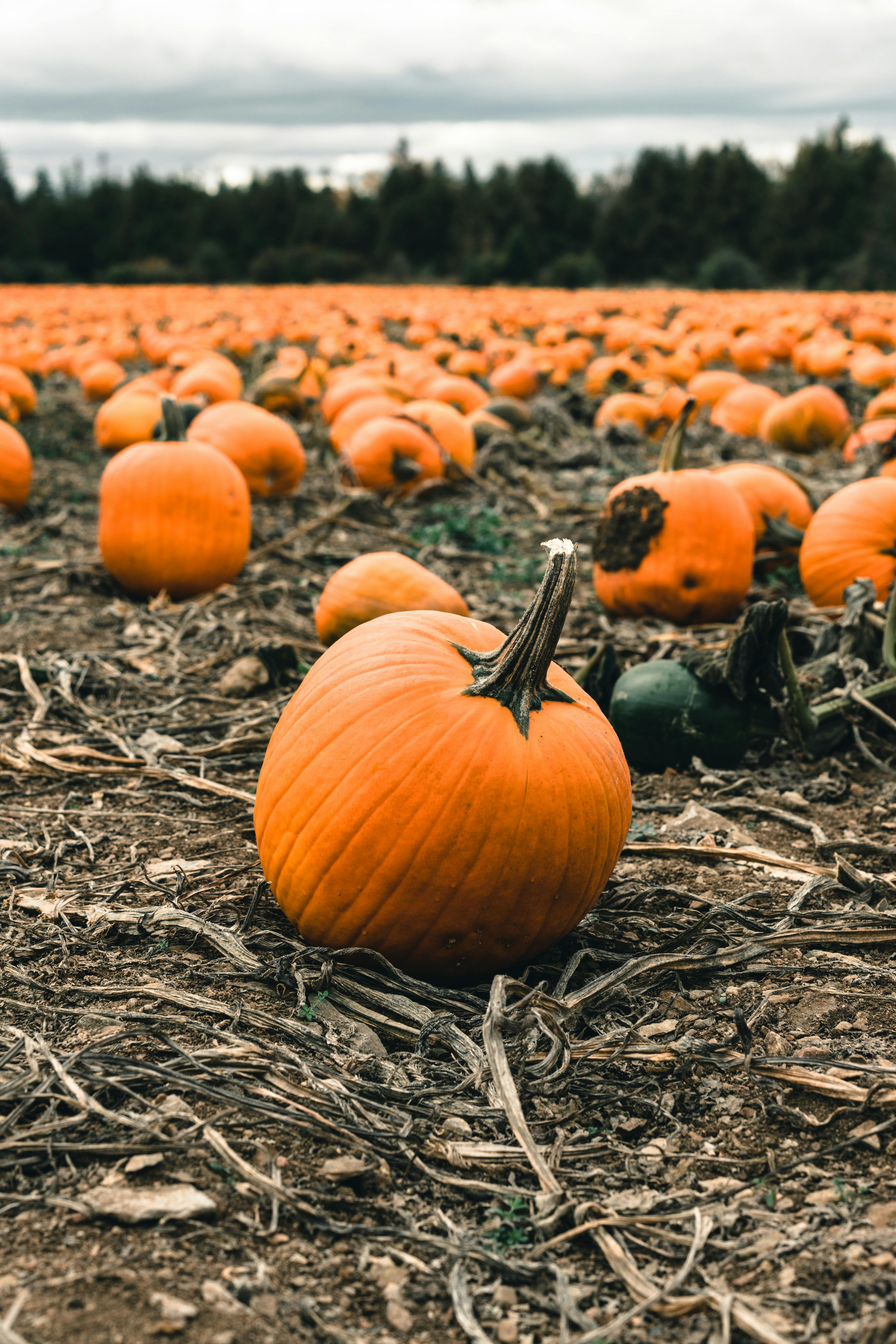 4494x6738 Pumpkin Patch Photo, Download The BEST Free Pumpkin Patch & HD Image