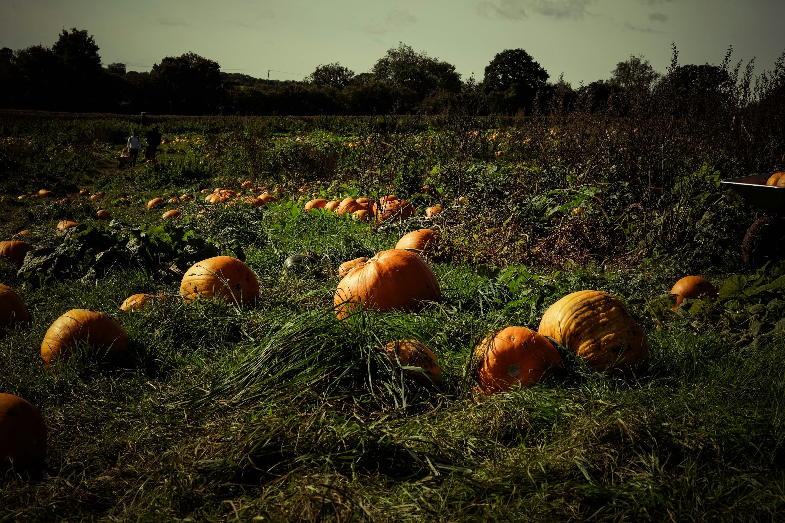 3000x2000 A field filled with lots of pumpkins sitting on top of a lush green field photo
