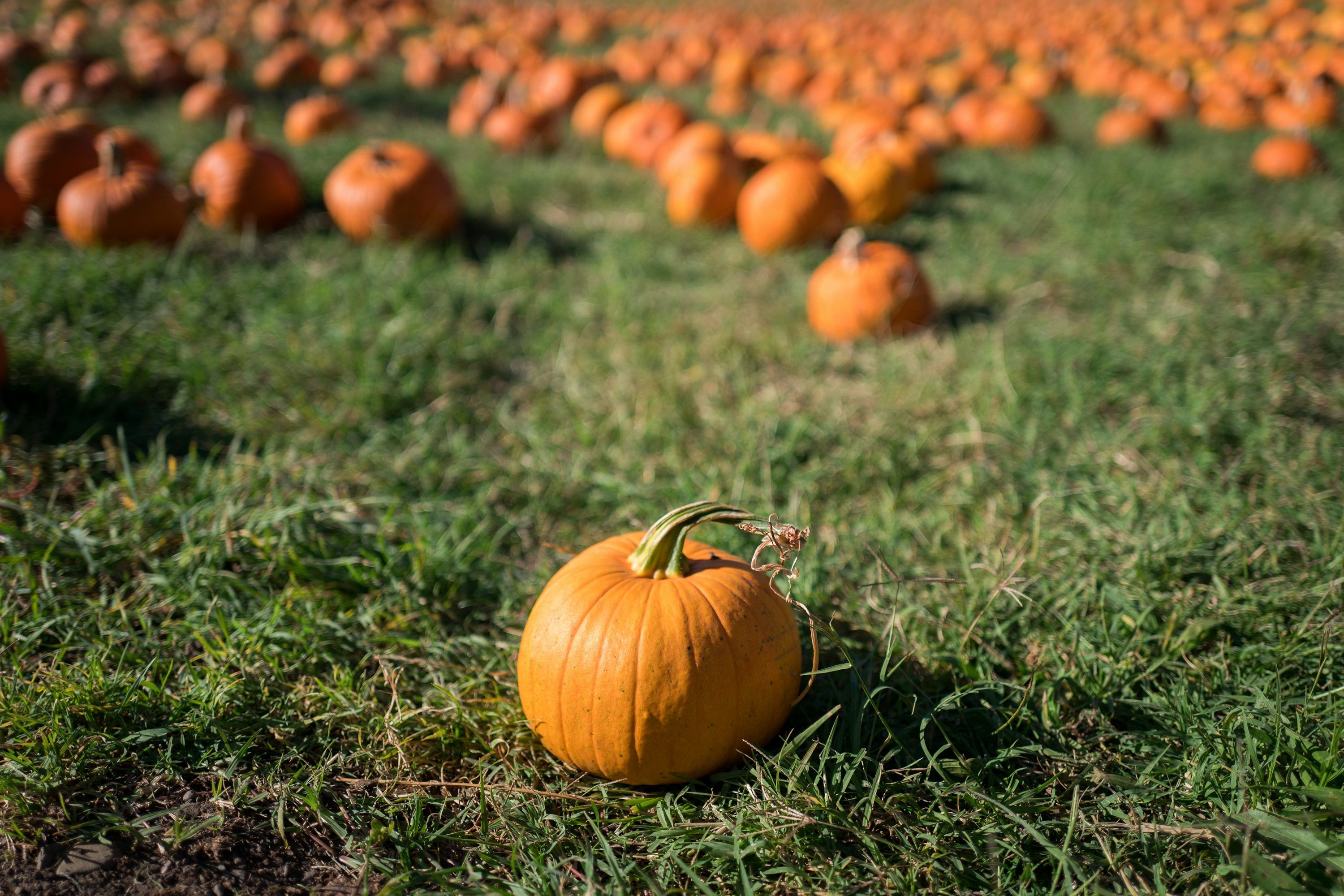 3000x2000 Pumpkin Patch Picture. Download Free Image