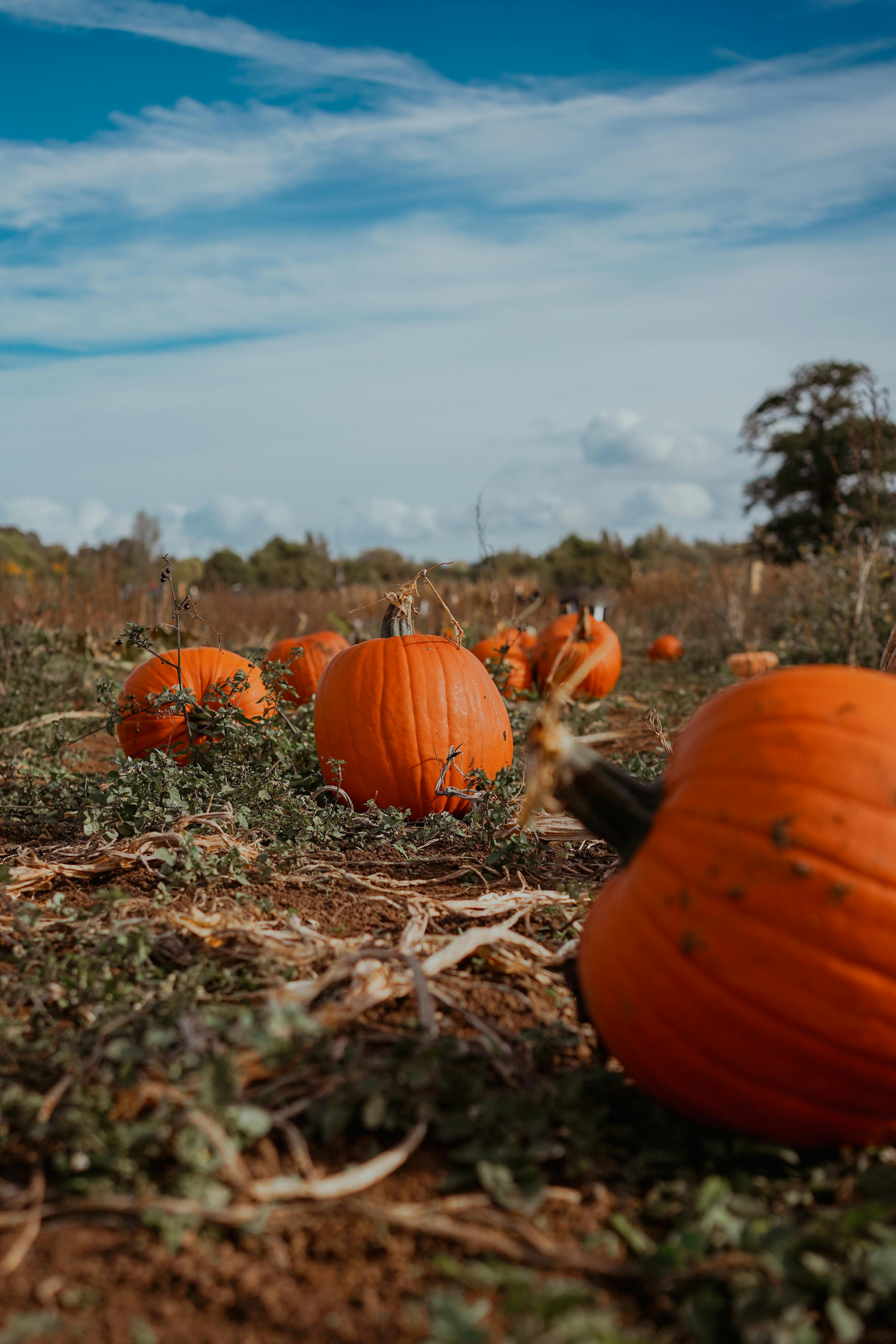 3363x5045 Pumpkin Patch Photo, Download The BEST Free Pumpkin Patch & HD Image
