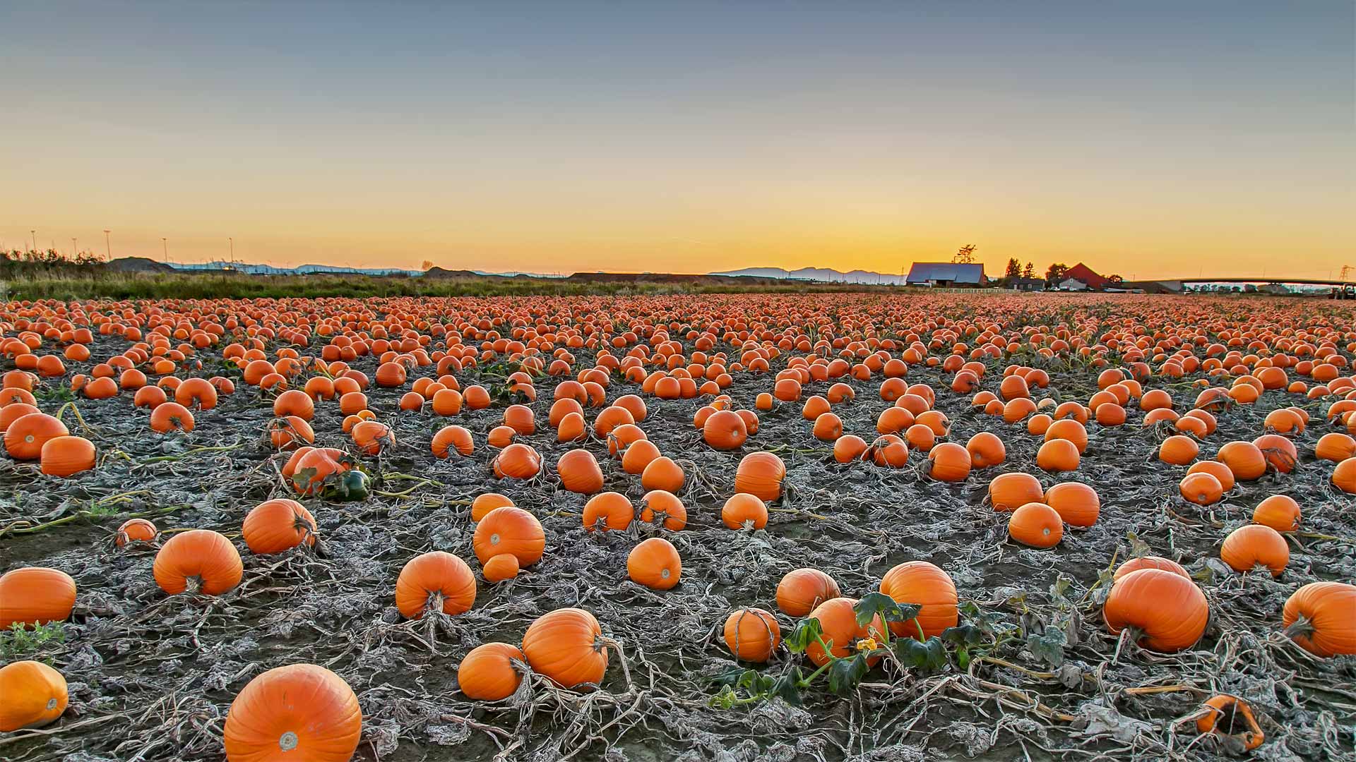 1920x1080 A Pumpkin Path in British Columbia, Canada. [1920x1080]