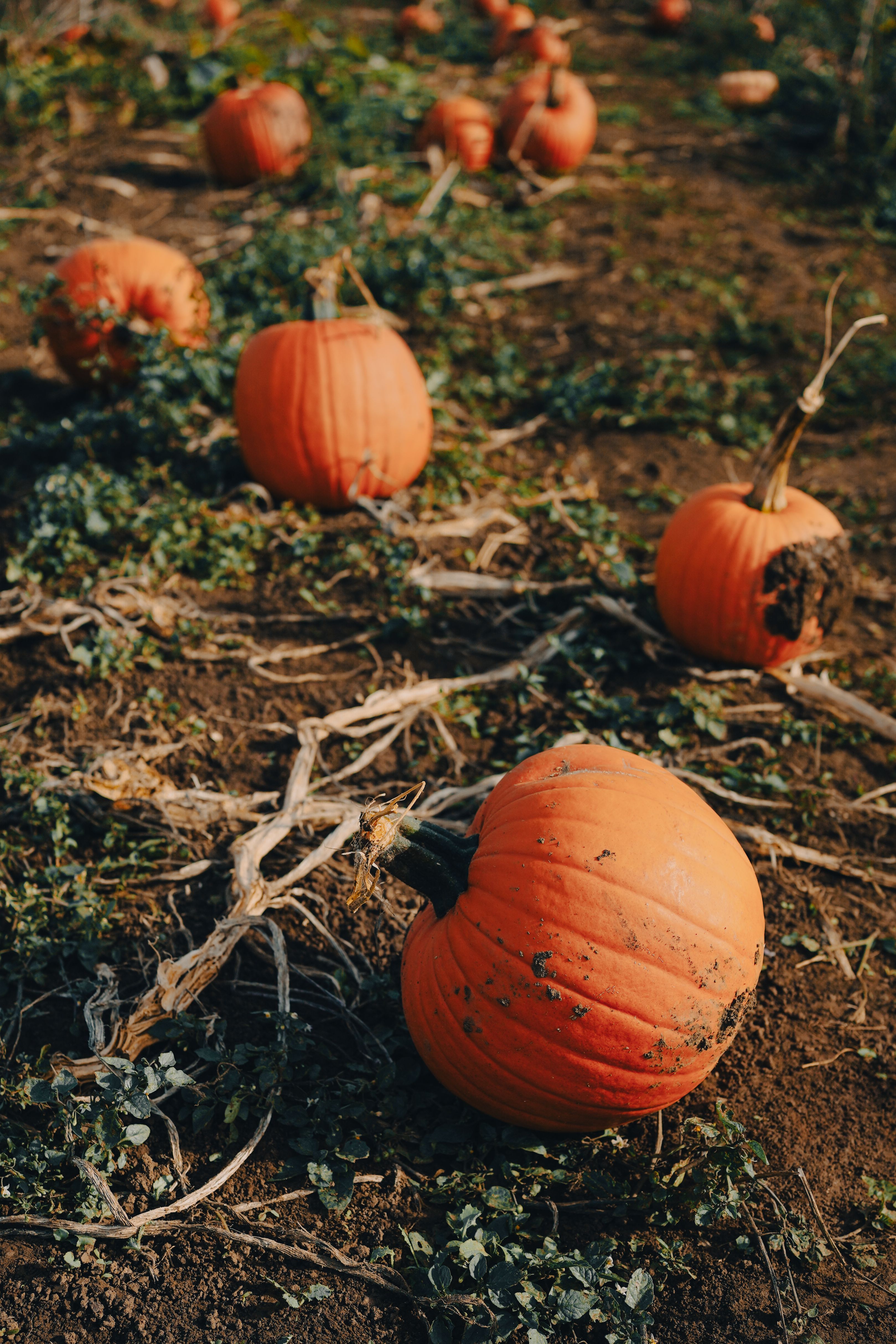 3238x4857 Pumpkin Patch Photo, Download The BEST Free Pumpkin Patch & HD Image