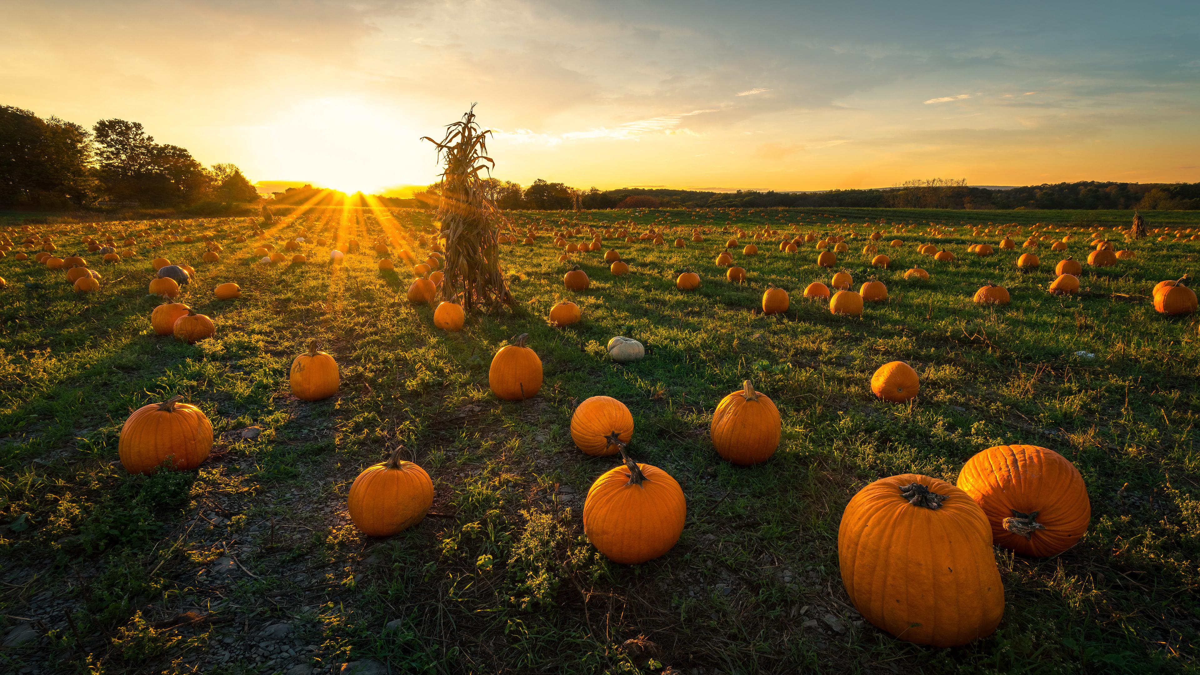 3840x2160 Pumpkin Patch [3840x2160]