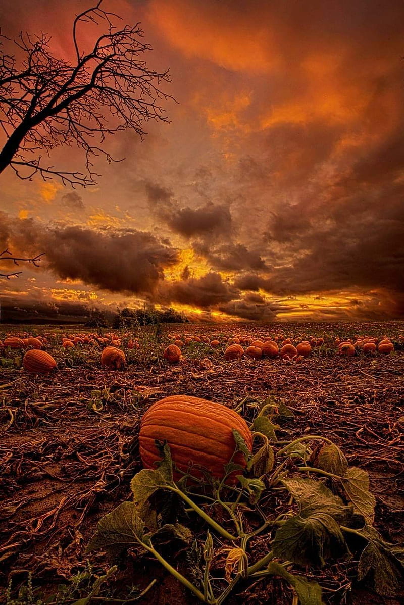 800x1198 Pumpkin patch, autumn, fall, fields, harvest, spice, HD phone wallpaper