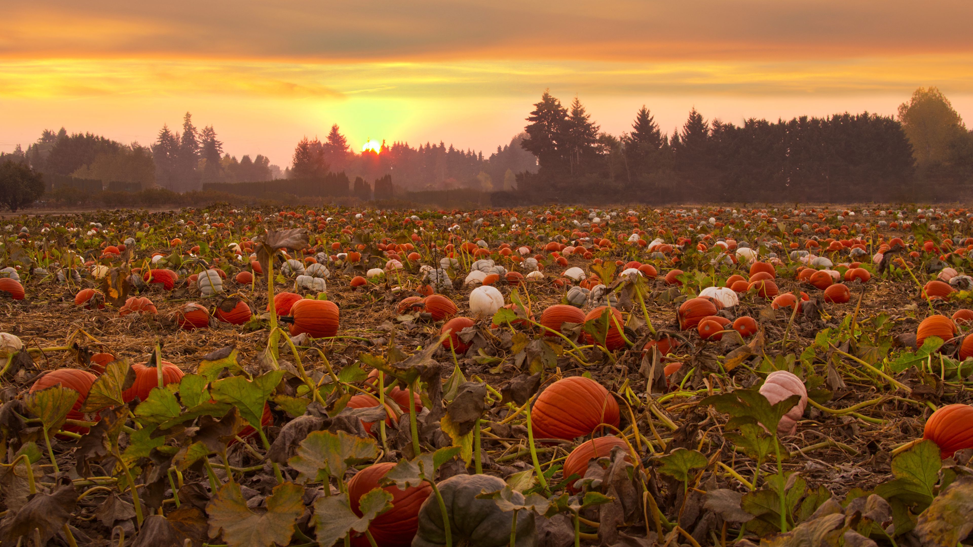 3840x2160 Download wallpaper 3840x2160 pumpkins, field, trees, evening 4k uhd 16:9 HD background