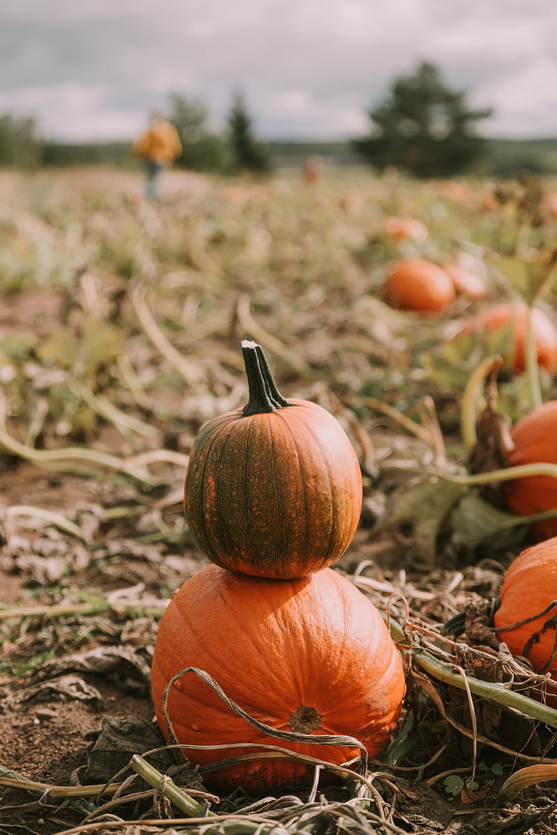800x1199 Pumpkin, ripe, field, harvest, HD phone wallpaper