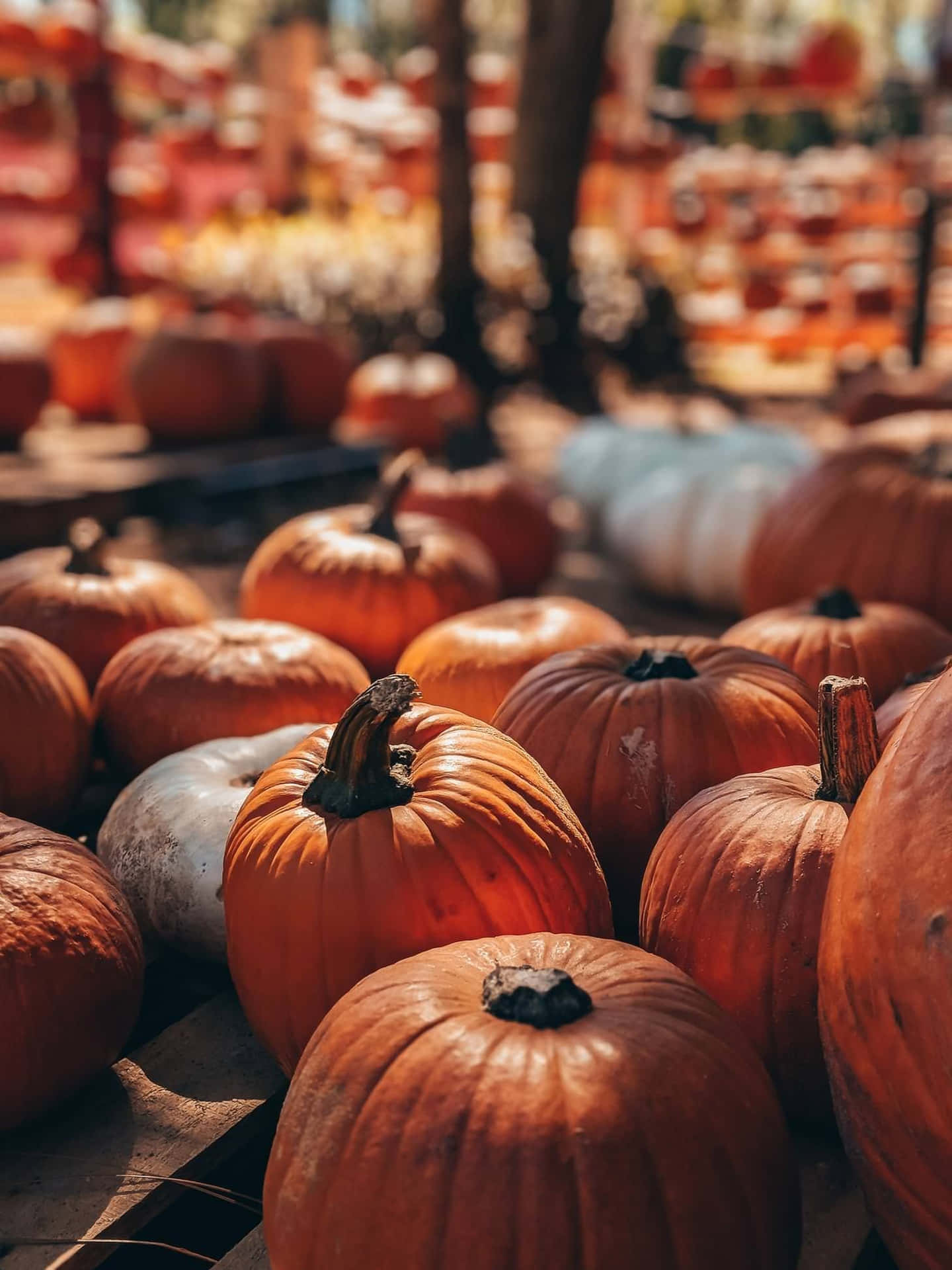 1440x1920 Pumpkin Patch Background