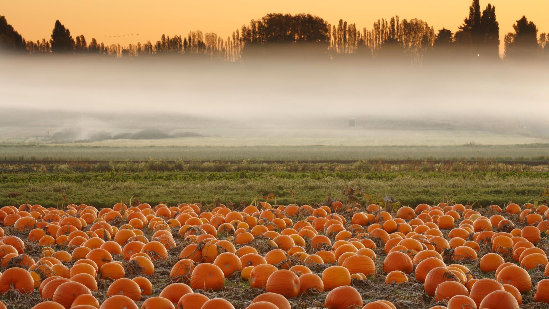 1920x1080 Bing image: Pumpkin field, Victoria, British Columbia, Canada Wallpaper Gallery