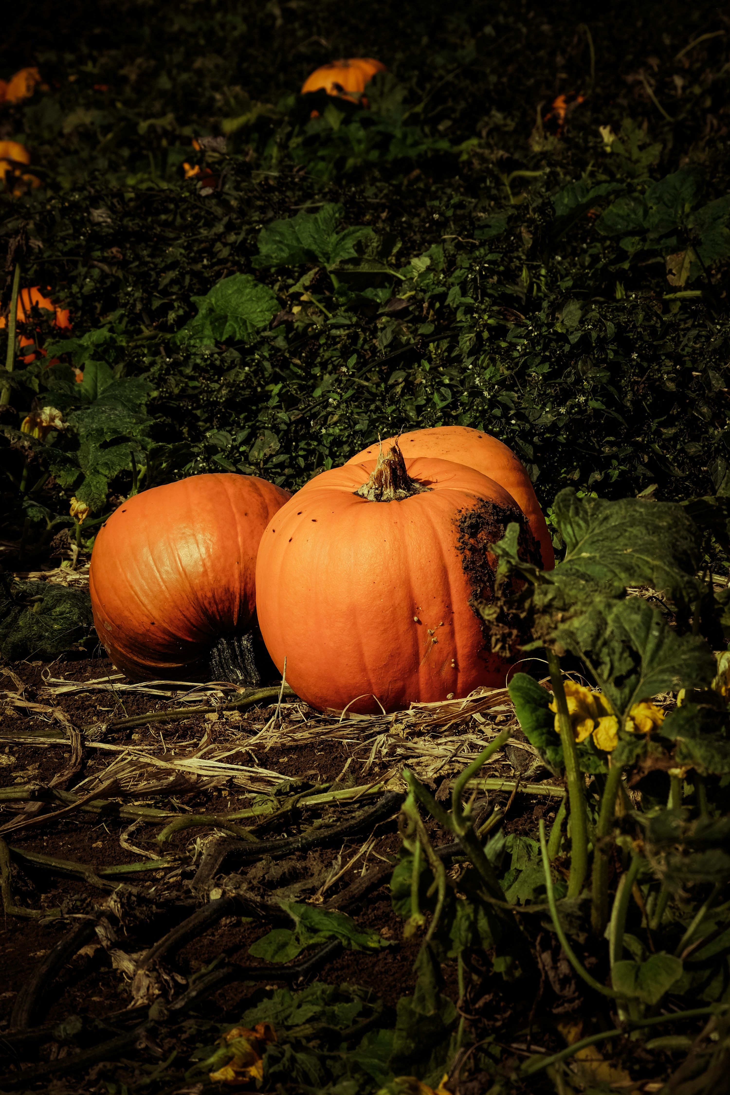 3000x4500 Pumpkin Field Picture. Download Free Image