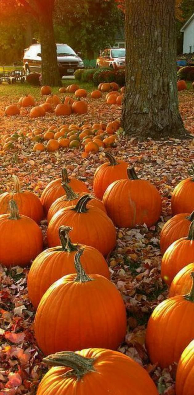 630x1280 Pumpkin patch wallpaper