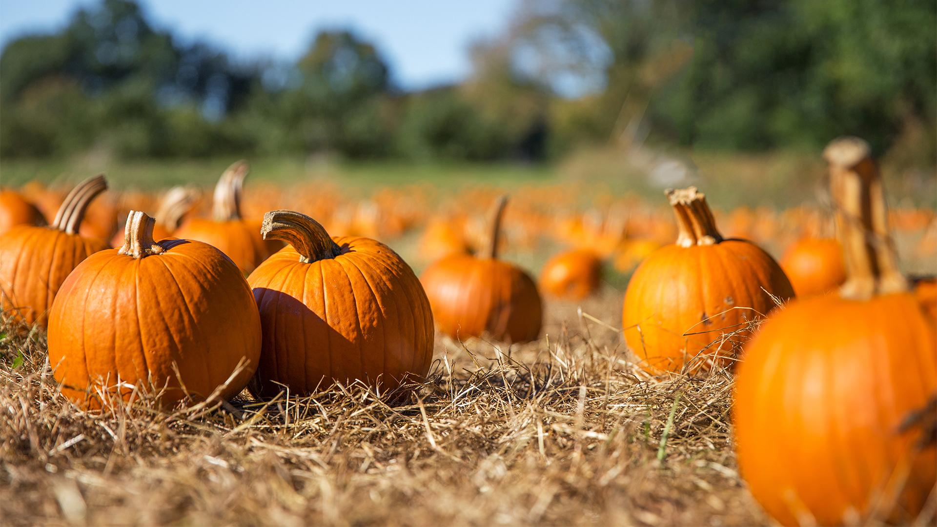 1920x1080 The Best Pumpkin Patches and Fall Farms. Visit Southwest Michigan
