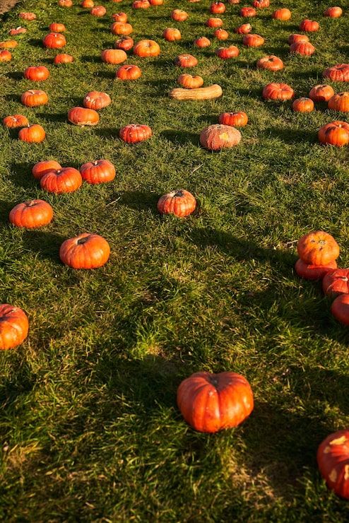 494x740 Fall pumpkin patch scene background Image