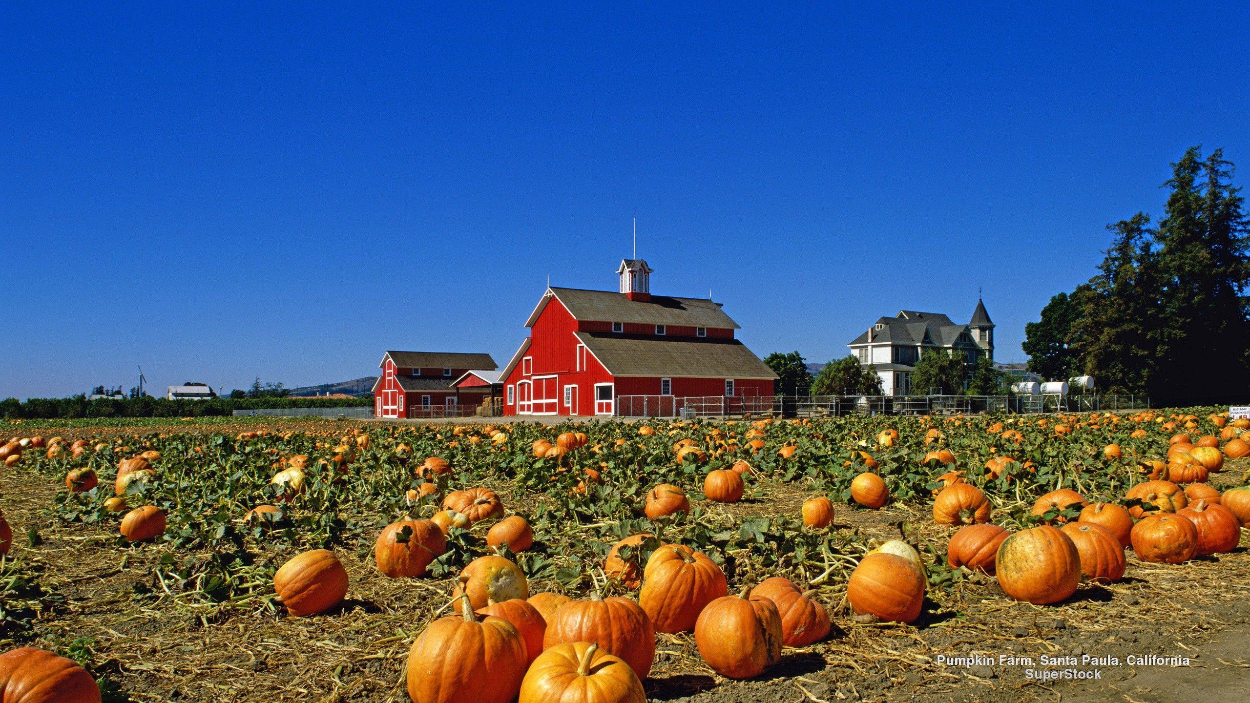 2560x1440 Pumpkin Farm Wallpaper