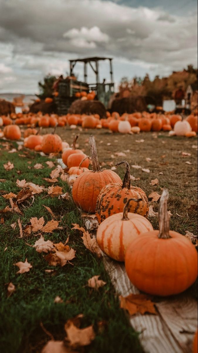 675x1200 Discover the UK's Most Enchanting Pumpkin Picking Spots. Herfst halloween, Flowerpower, Pompoen