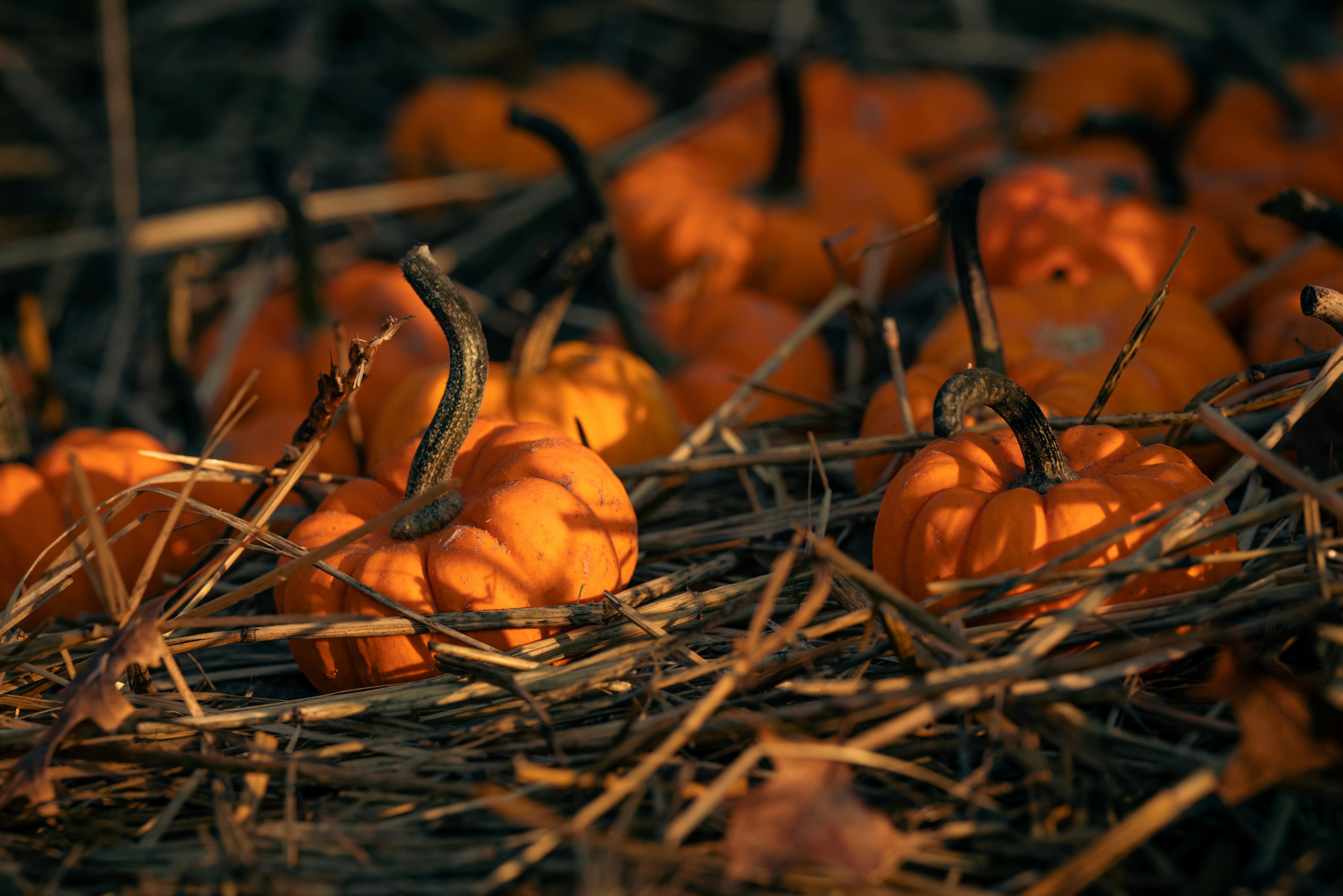 6016x4016 Pumpkin Patch Photo, Download The BEST Free Pumpkin Patch & HD Image