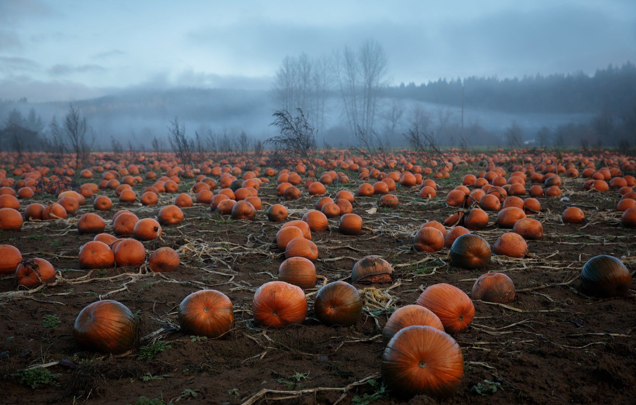 2048x1306 pumpkin, Field, Landscape Wallpaper HD / Desktop and Mobile Background