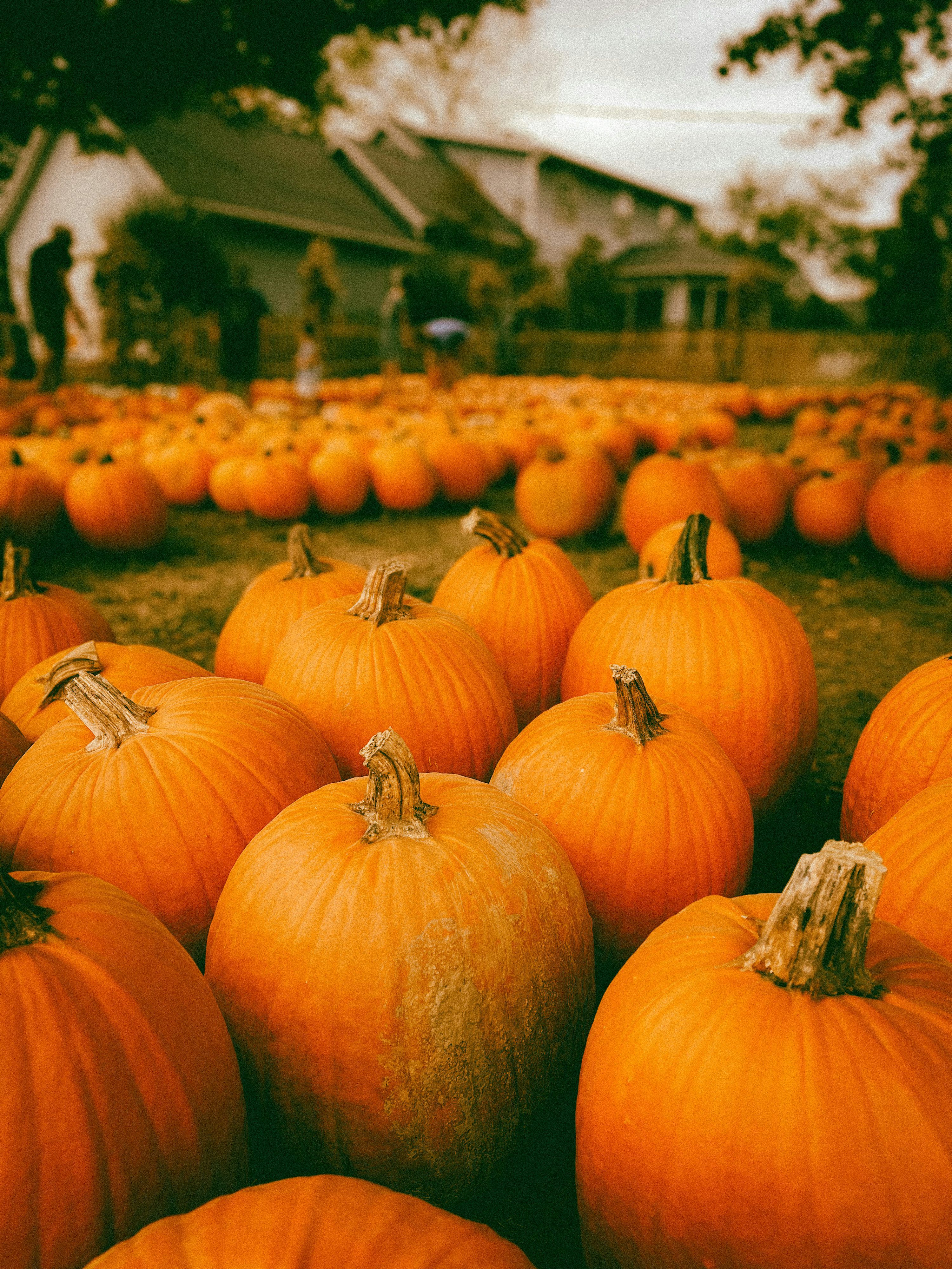 3000x4000 A field full of pumpkins with a house in the background photo