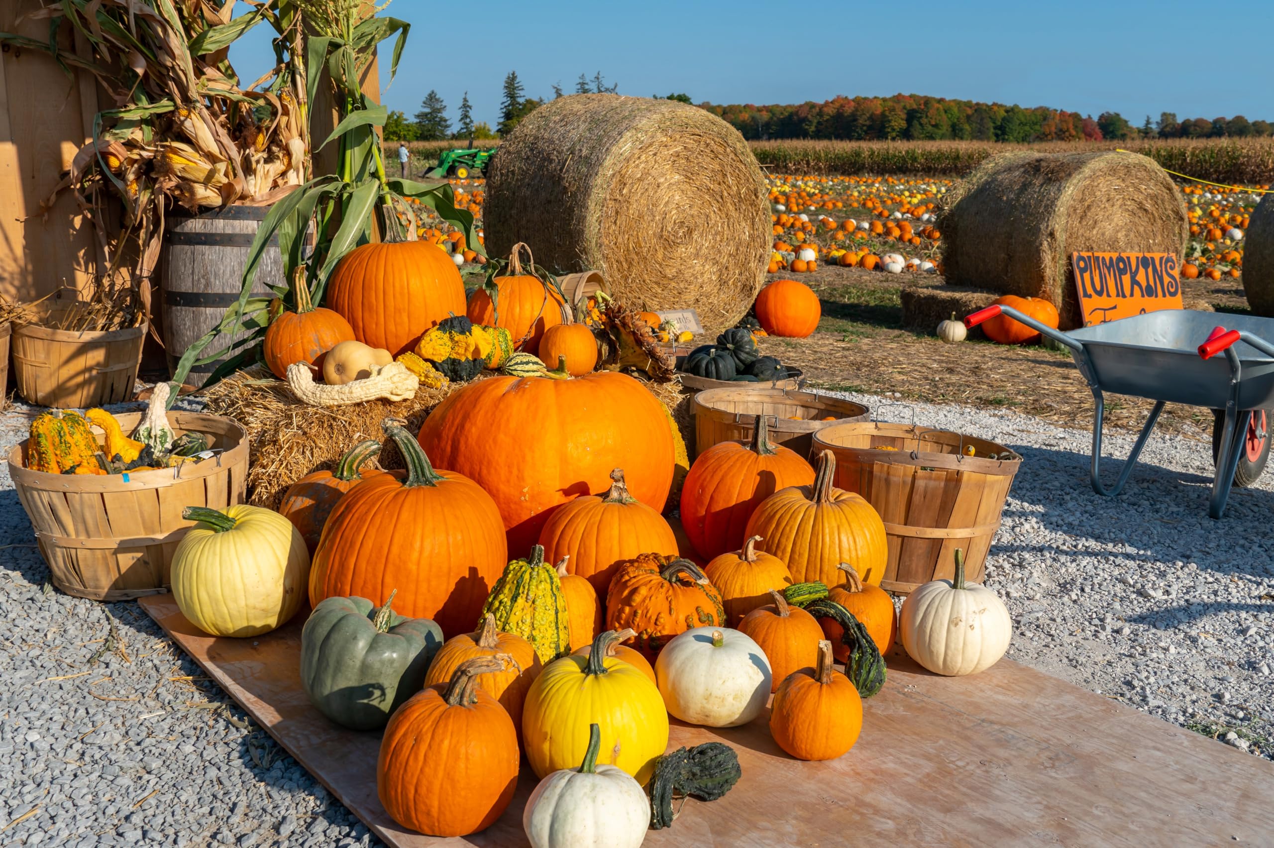 2560x1704 Amazon.com : CHNYWORK 20x10ft Pumpkins Backdrop Haystack Pumpkin Patch Farm Colorful Autumn Harvest Blue Sky Scenery Background Fall Thanksgiving Theme Birthday Baby Shower Party Decor Booth Studio Props