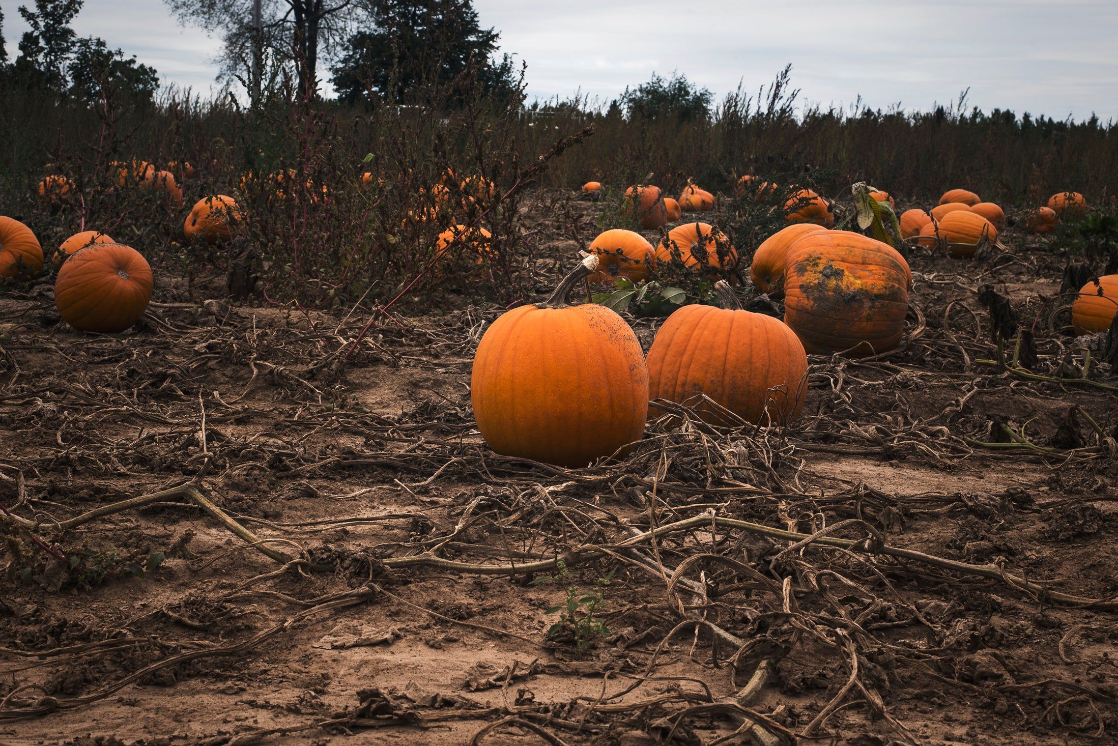 2197x1466 Free of Pumpkin Patch At Harvest