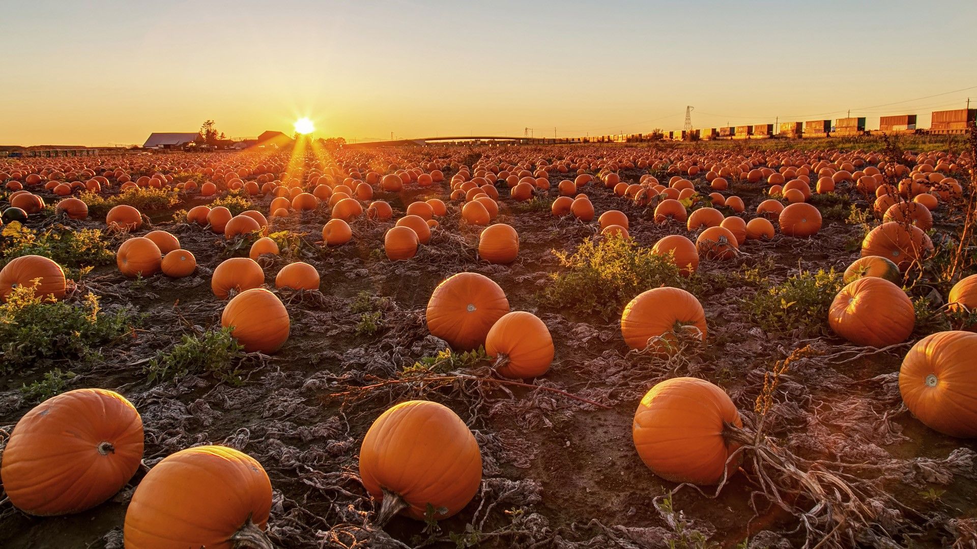 1920x1080 Pumpkin field at sunset, Canada. Windows Spotlight Image