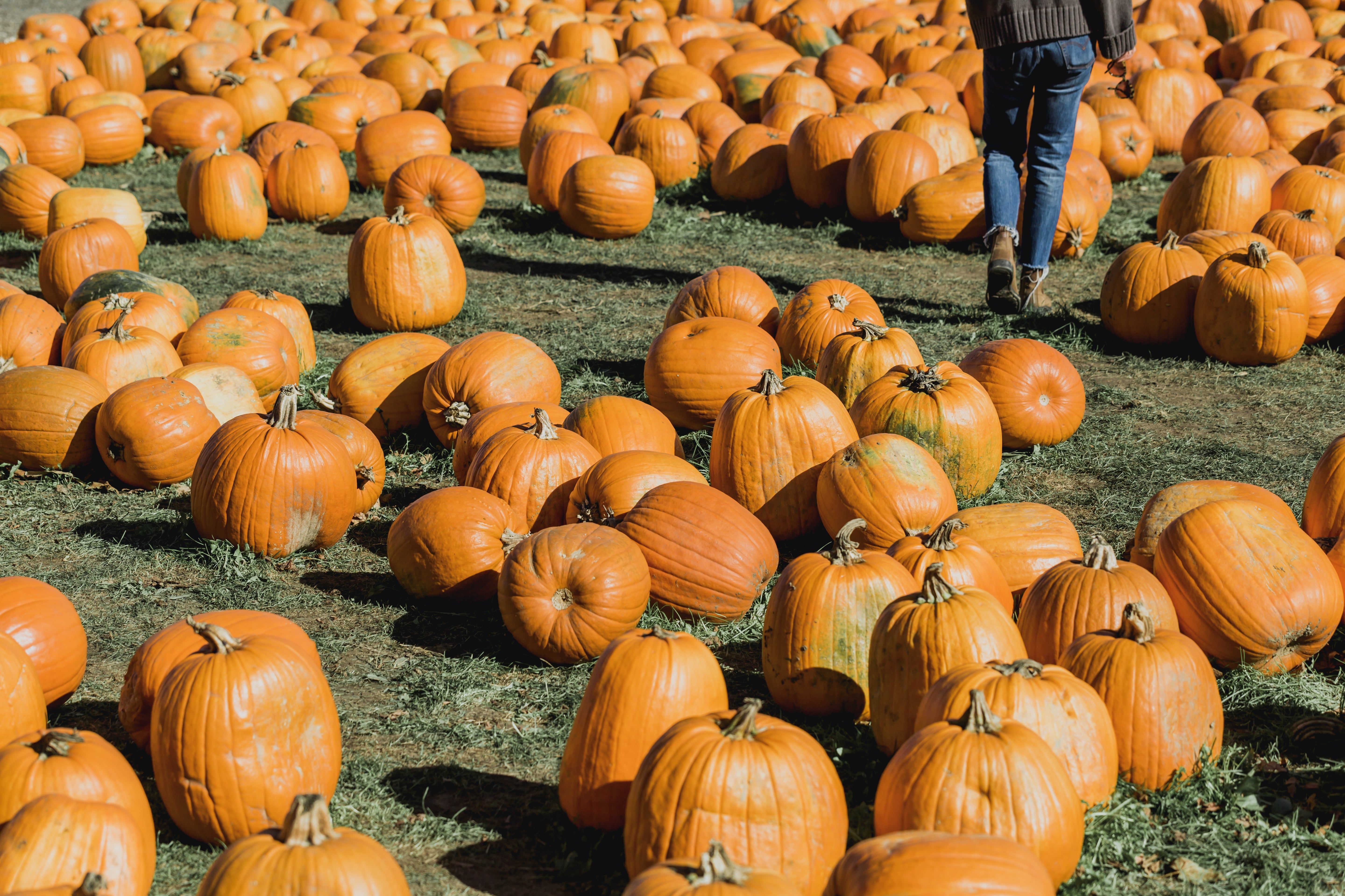 5760x3840 High Res Walking In Pumpkin Field Picture