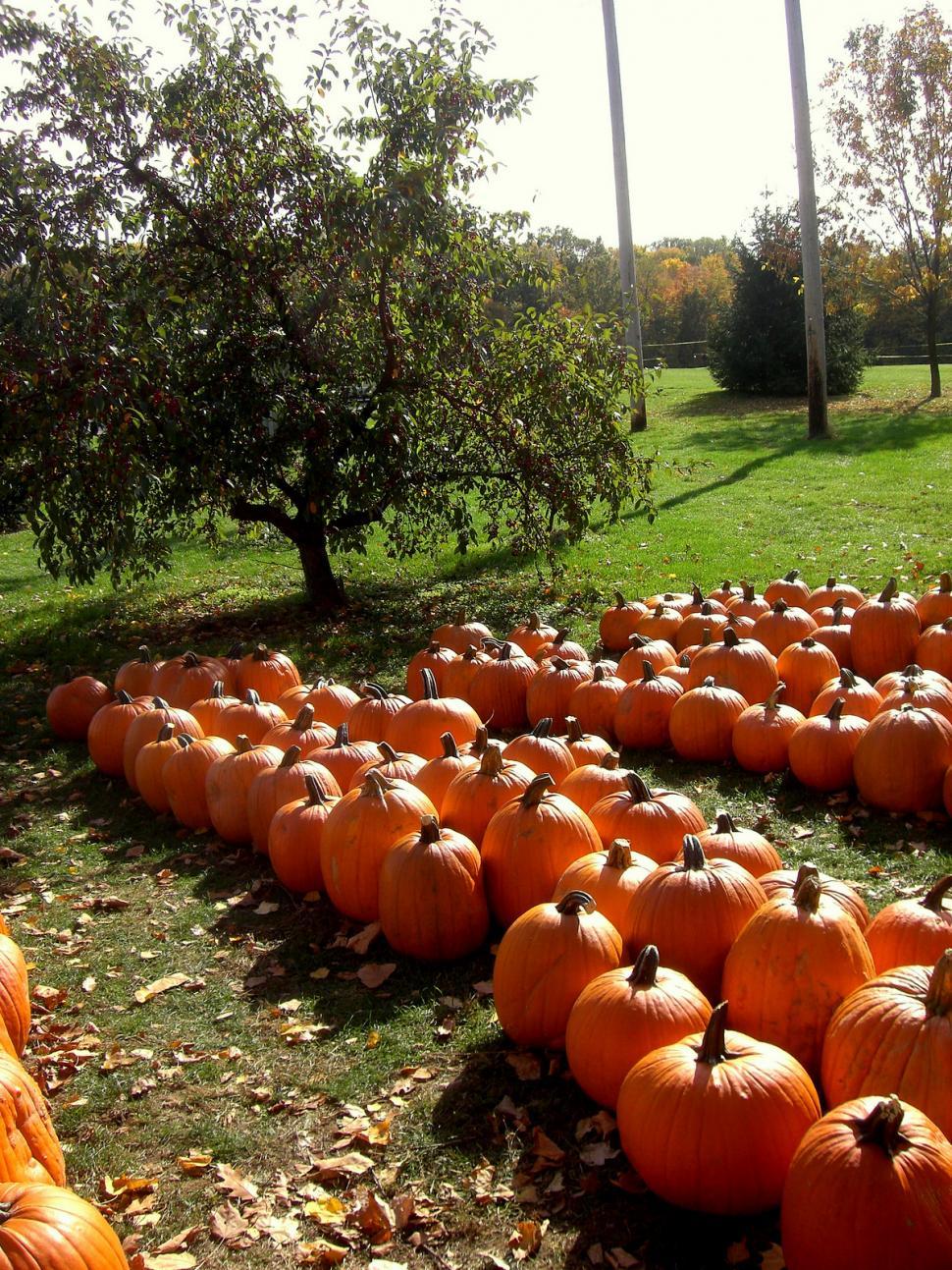 970x1293 Free of A Large Group of Pumpkins Sitting in the Grass. Download Free Image and Free Illustrations