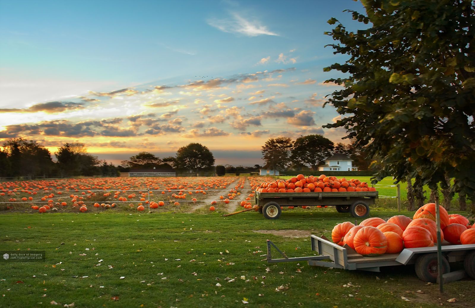 1600x1038 daily dose of imagery pumpkin field