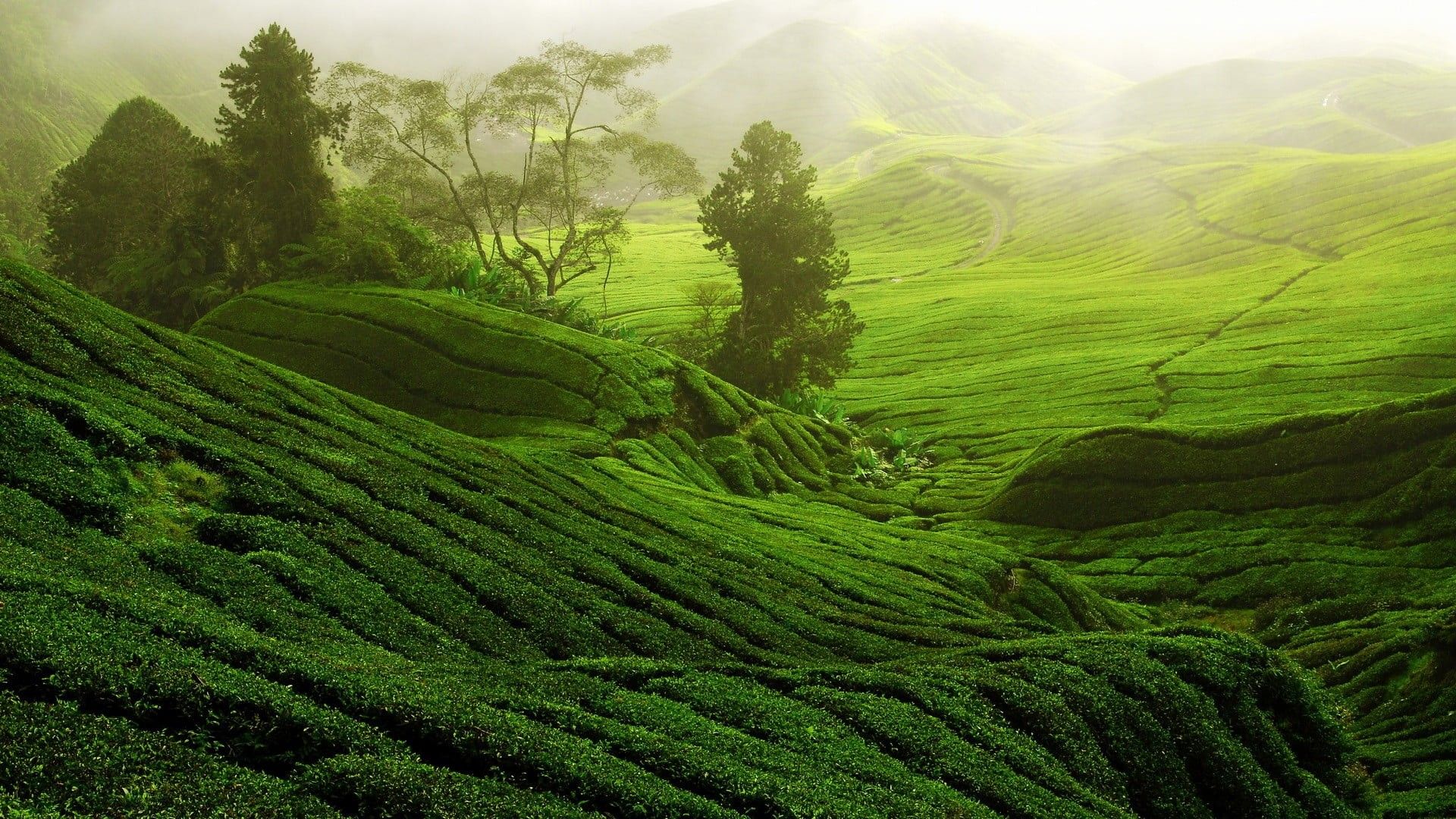 1920x1080 Beautiful View Of Greenery Plants Hill Slope HD Nature Wallpaper