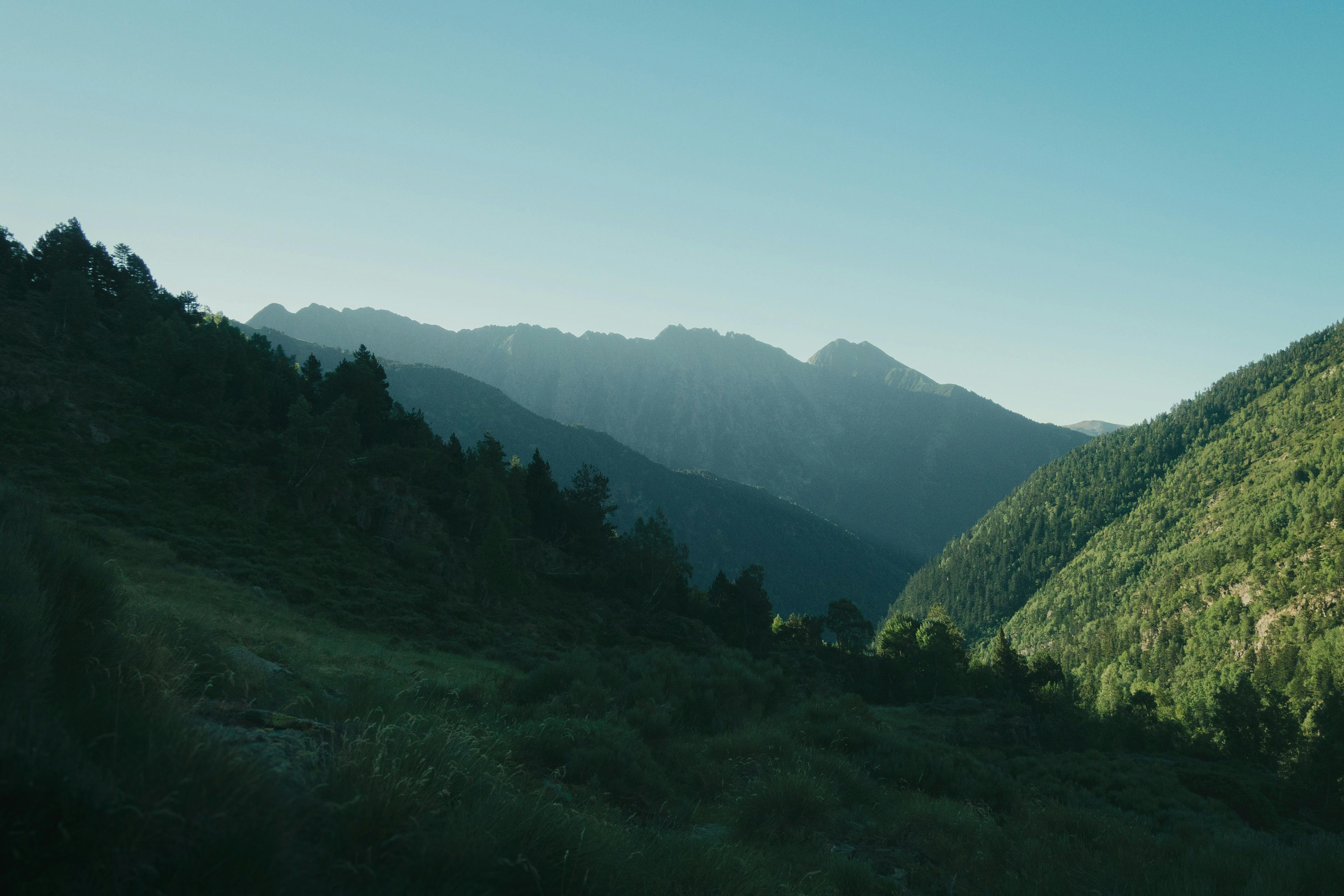 3901x2601 Forest on Hills · Free