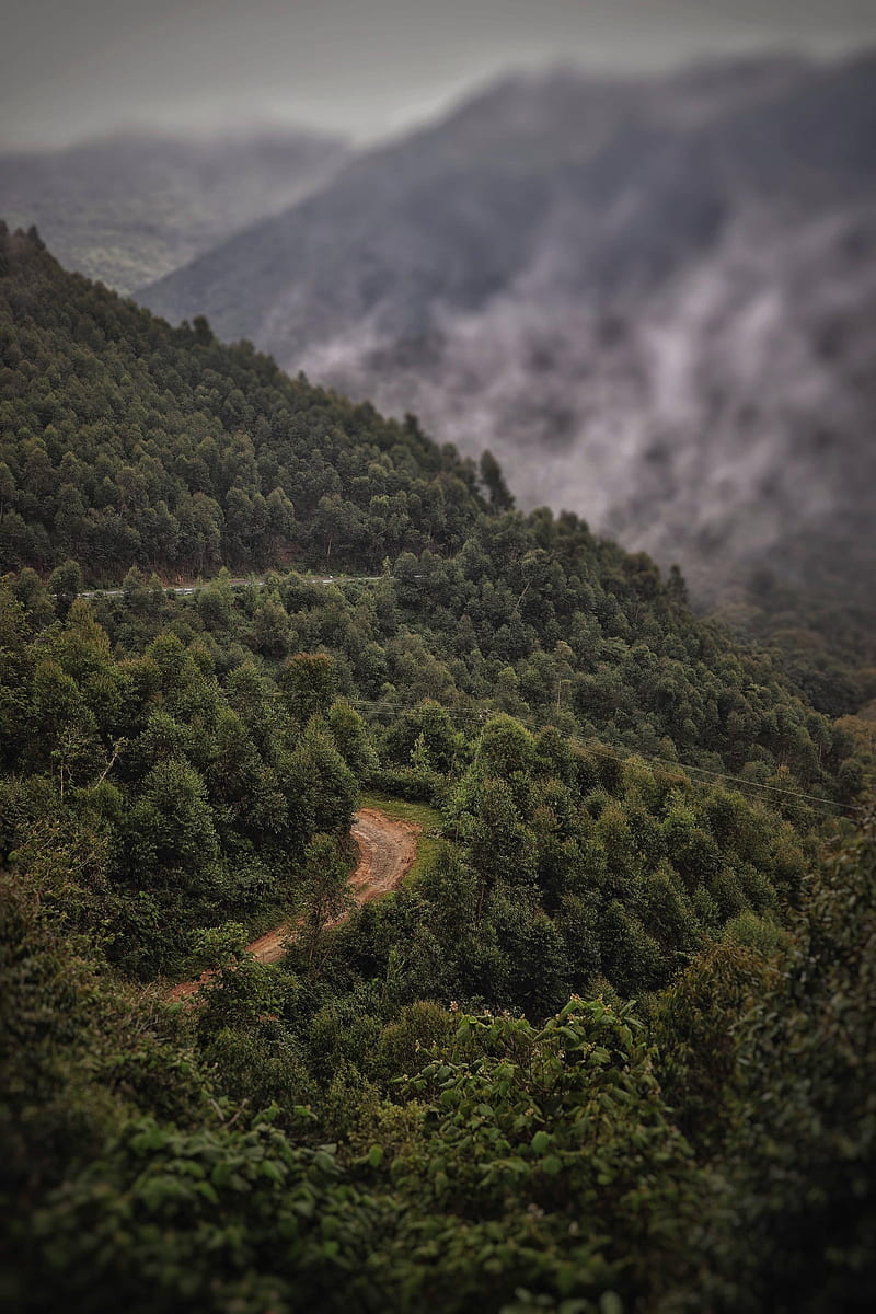 800x1200 Hill Station, forest, green, mountain, nature, path, view, winter, HD phone wallpaper