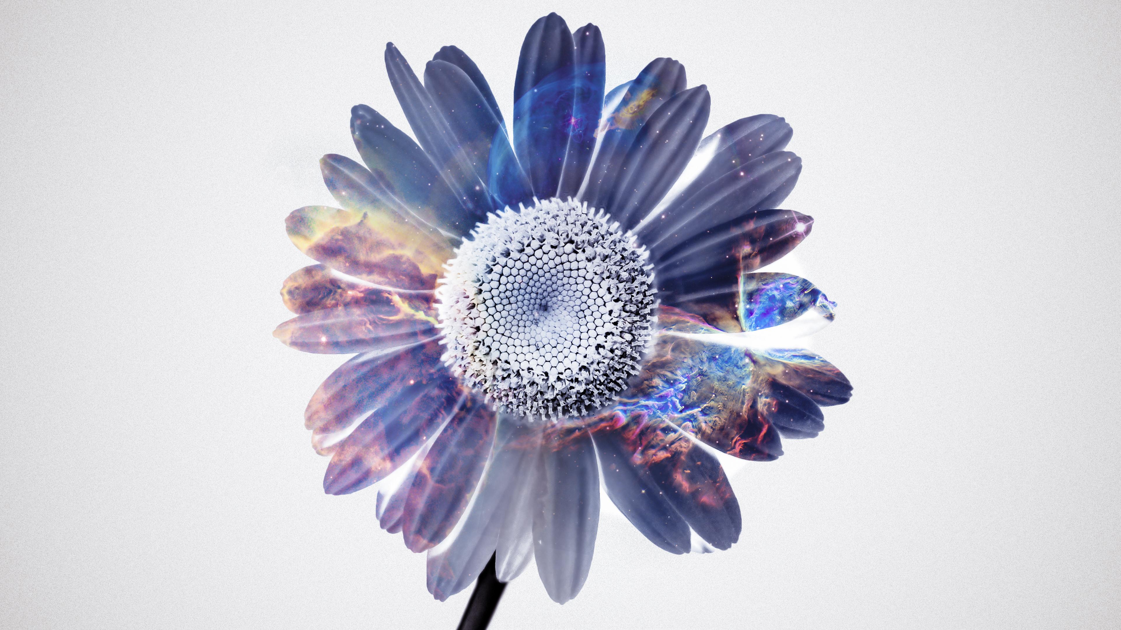 3840x2160 Gerbera Flower Fantasy Wallpaper, HD Artist 4K Wallpaper, Image and Background