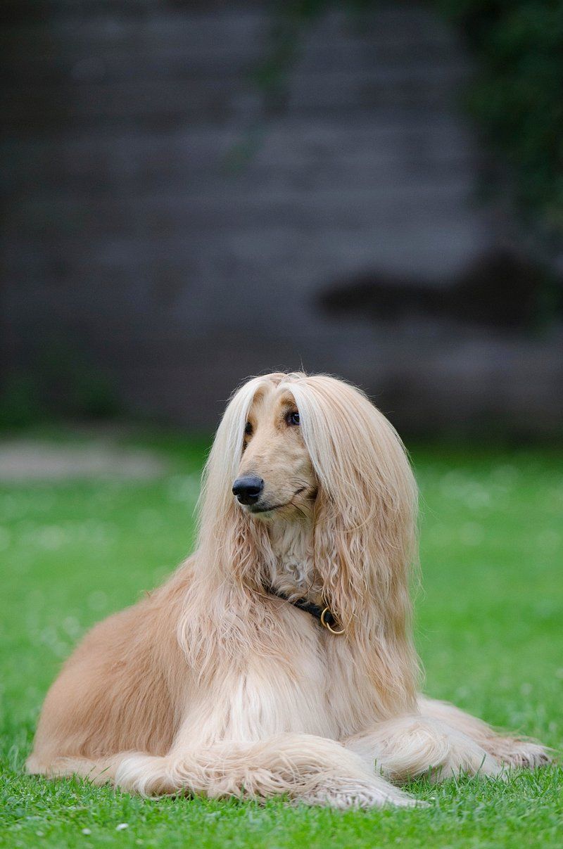 800x1207 Afghan Hound Image Wallpaper