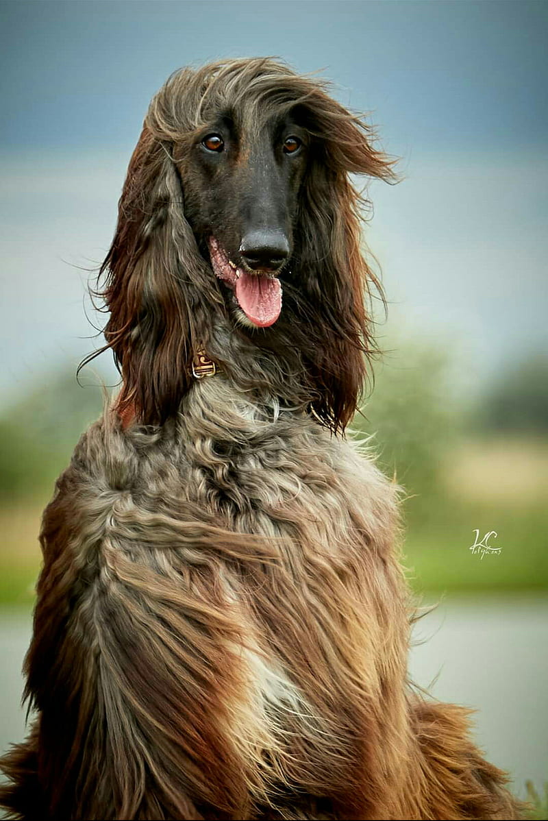 800x1198 HD afghan dog wallpaper