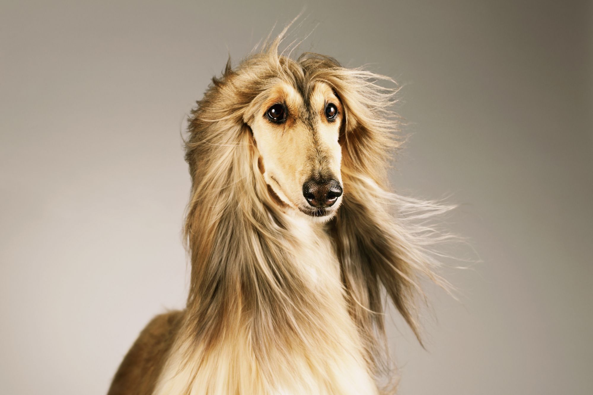 2000x1333 Download Dog Animal Afghan Hound HD Wallpaperx1333