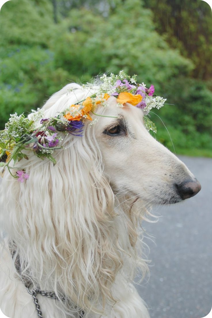 736x1106 Beautiful Afghan Hound Dog. Diy dog costume inspiration, Dog wearing floral crown, Floral dog crown