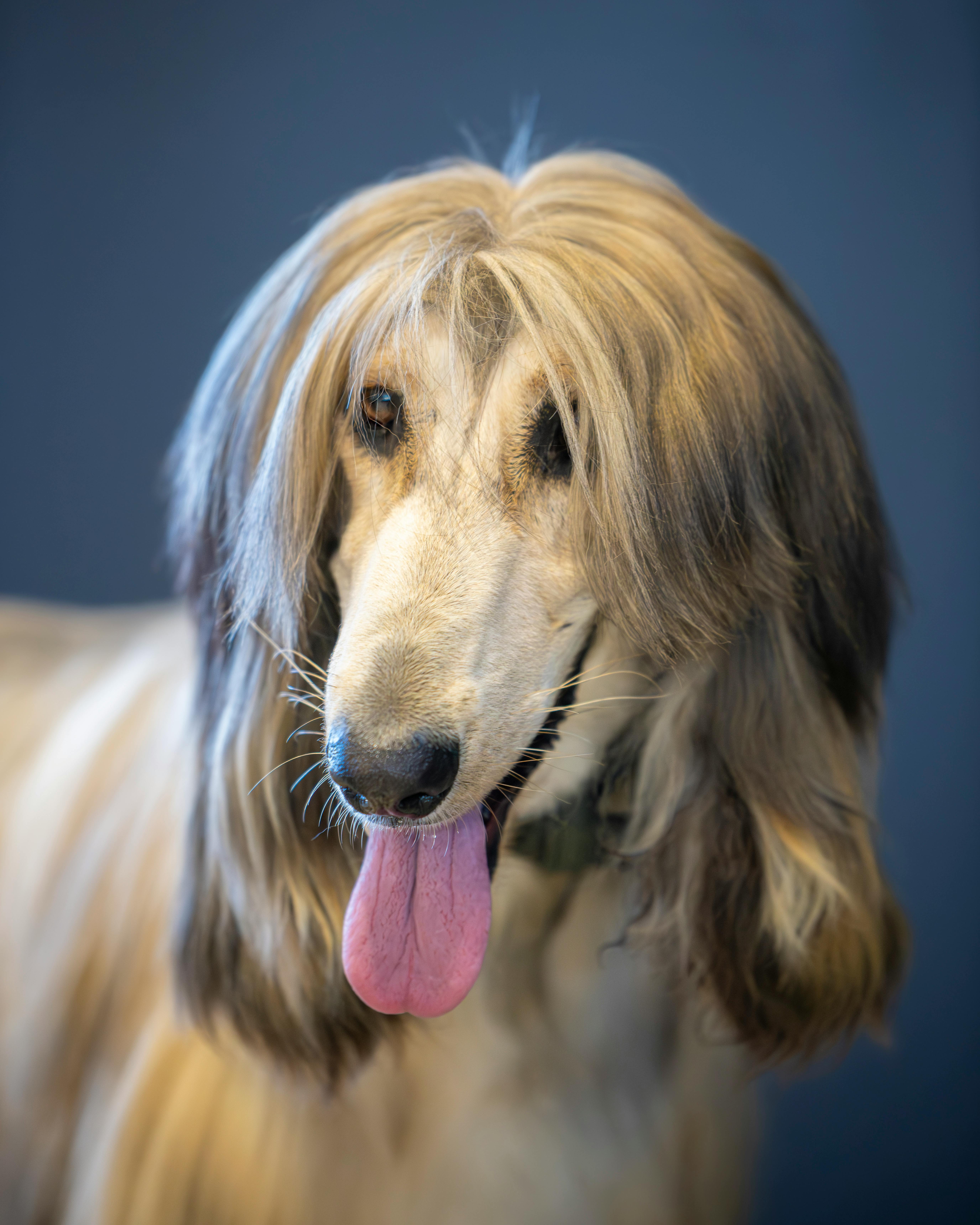 5504x6880 Afghan Hound Photo, Download The BEST Free Afghan Hound & HD Image