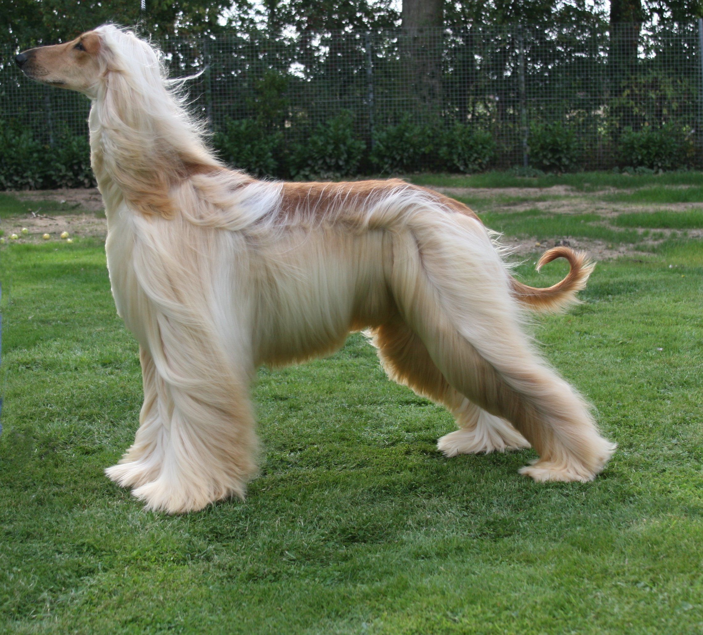 2280x2061 Afghan Hound in the wind photo and wallpaper. Beautiful Afghan Hound in the wind picture